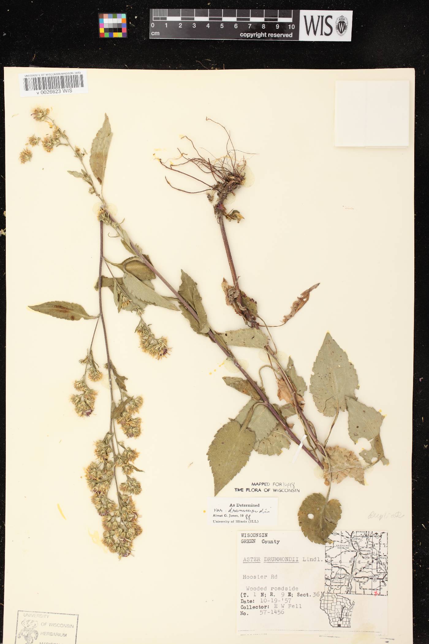 Symphyotrichum drummondii var. drummondii image