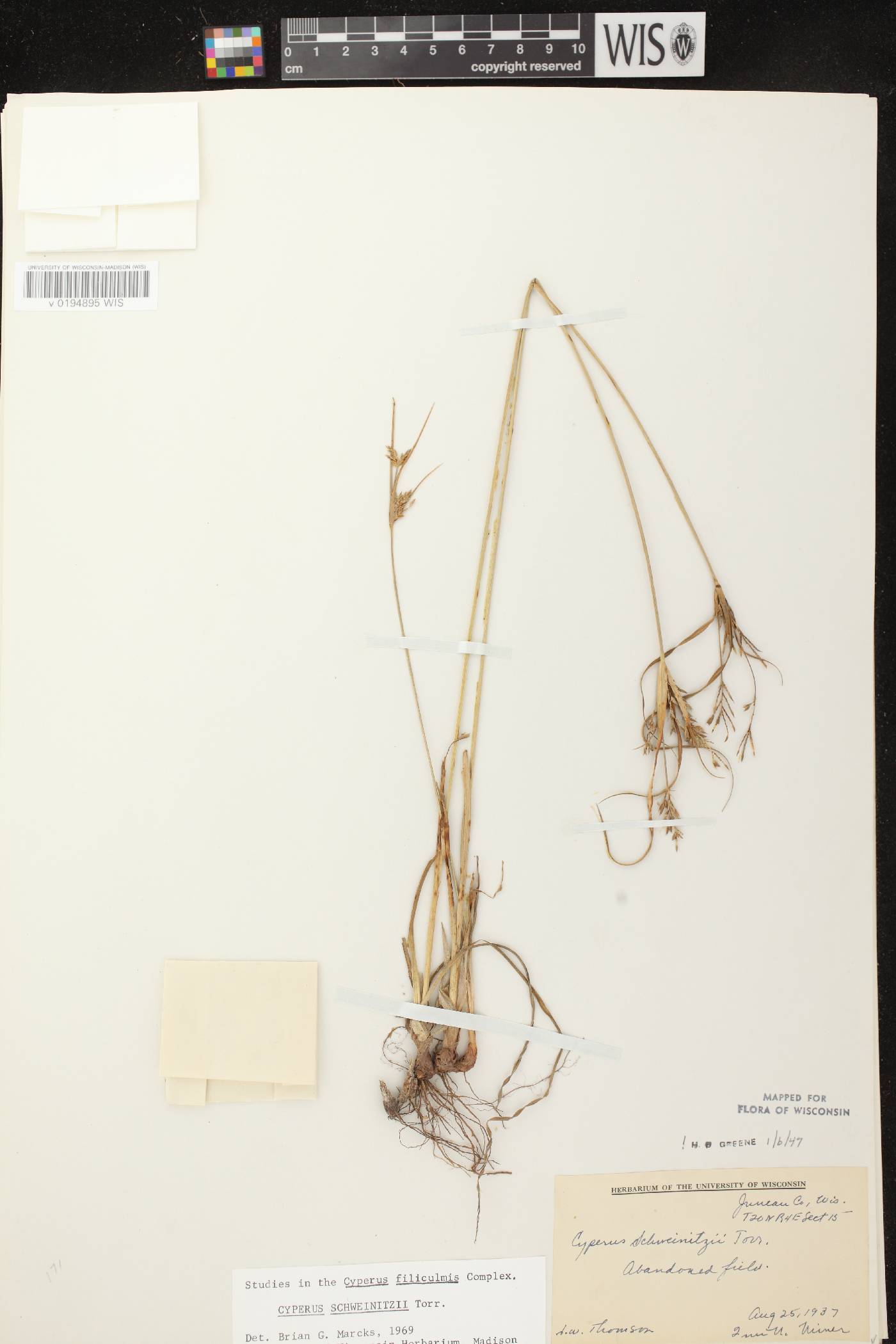 Cyperus schweinitzii image