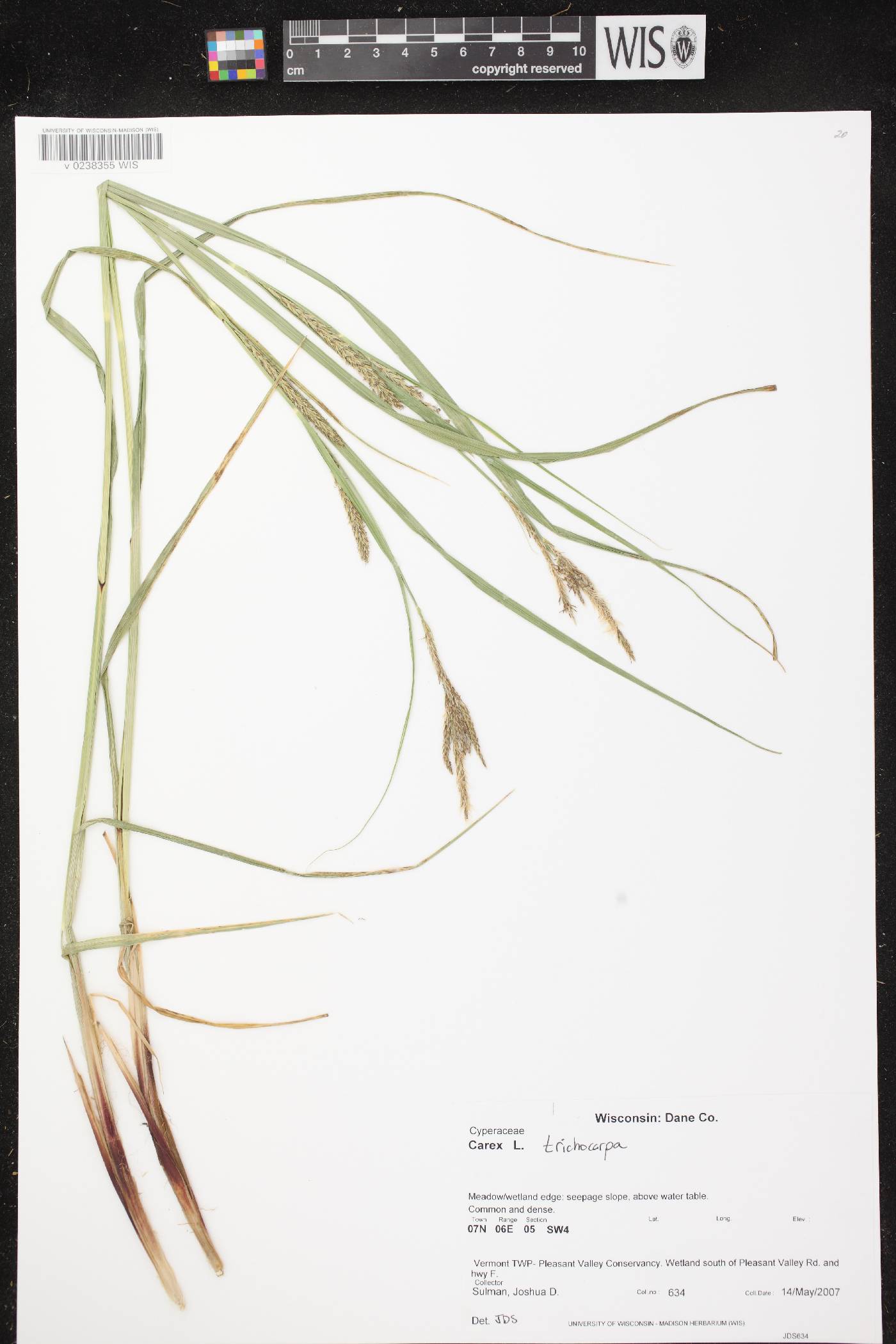 Carex trichocarpa image