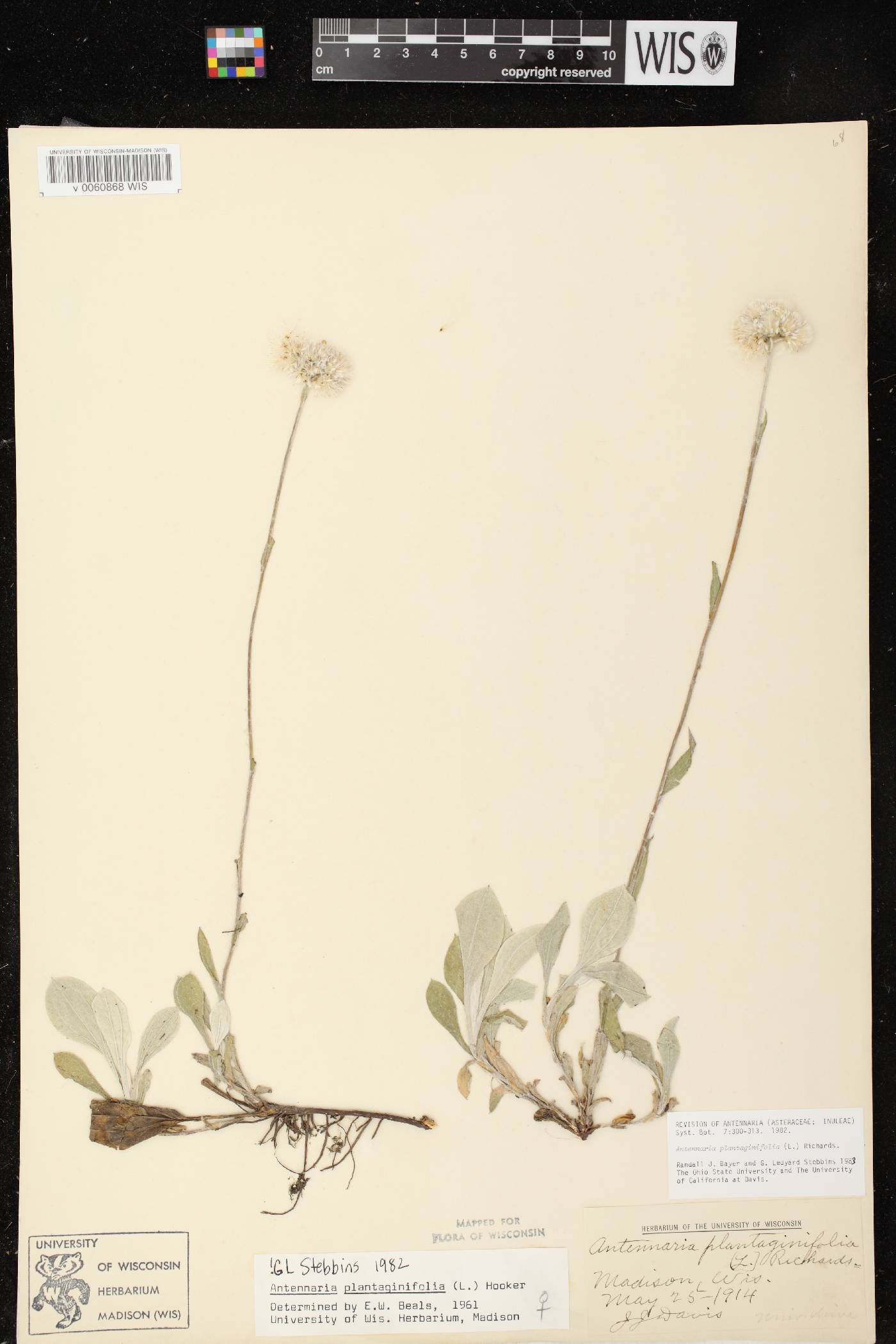 Antennaria plantaginifolia image