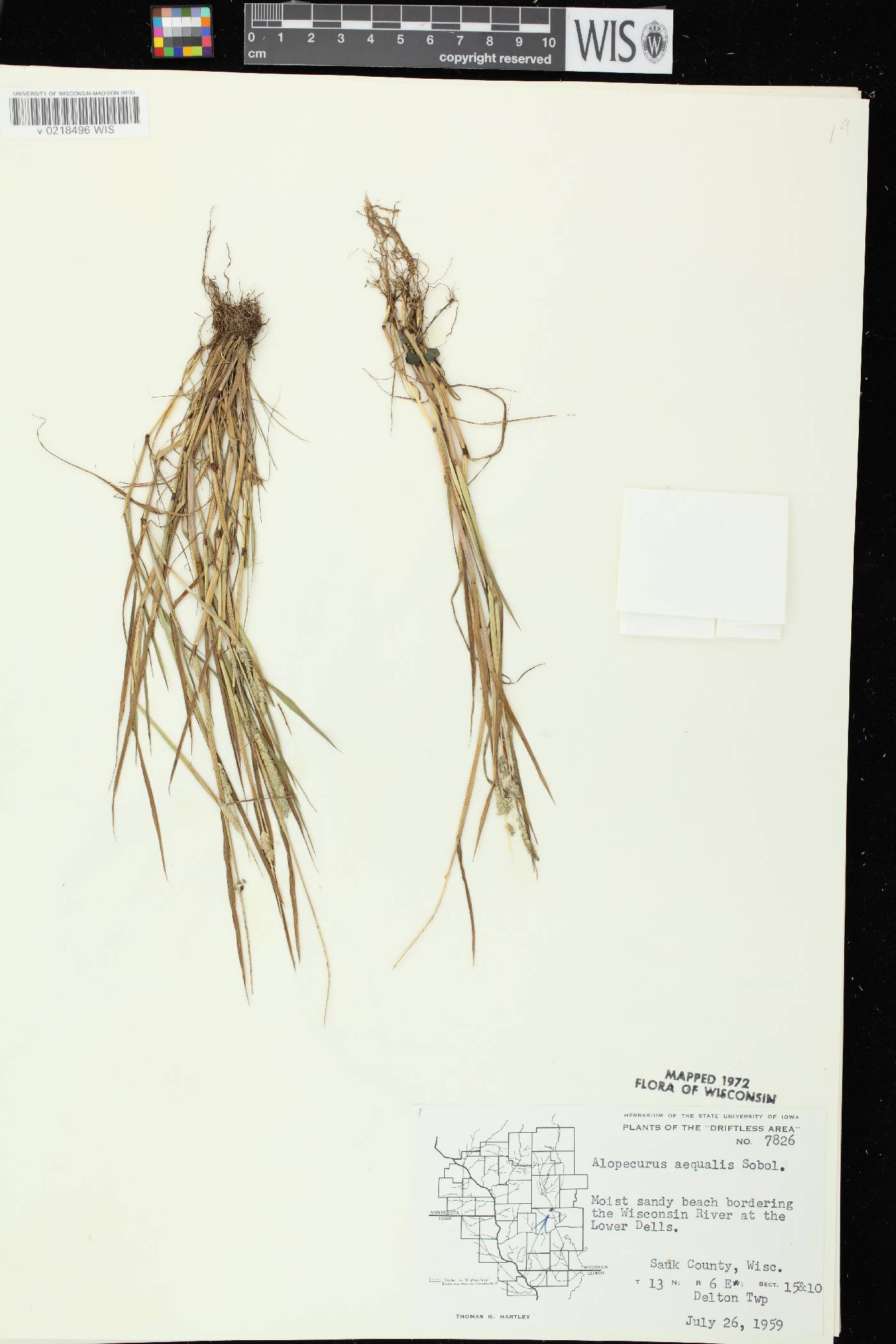 Alopecurus aequalis image