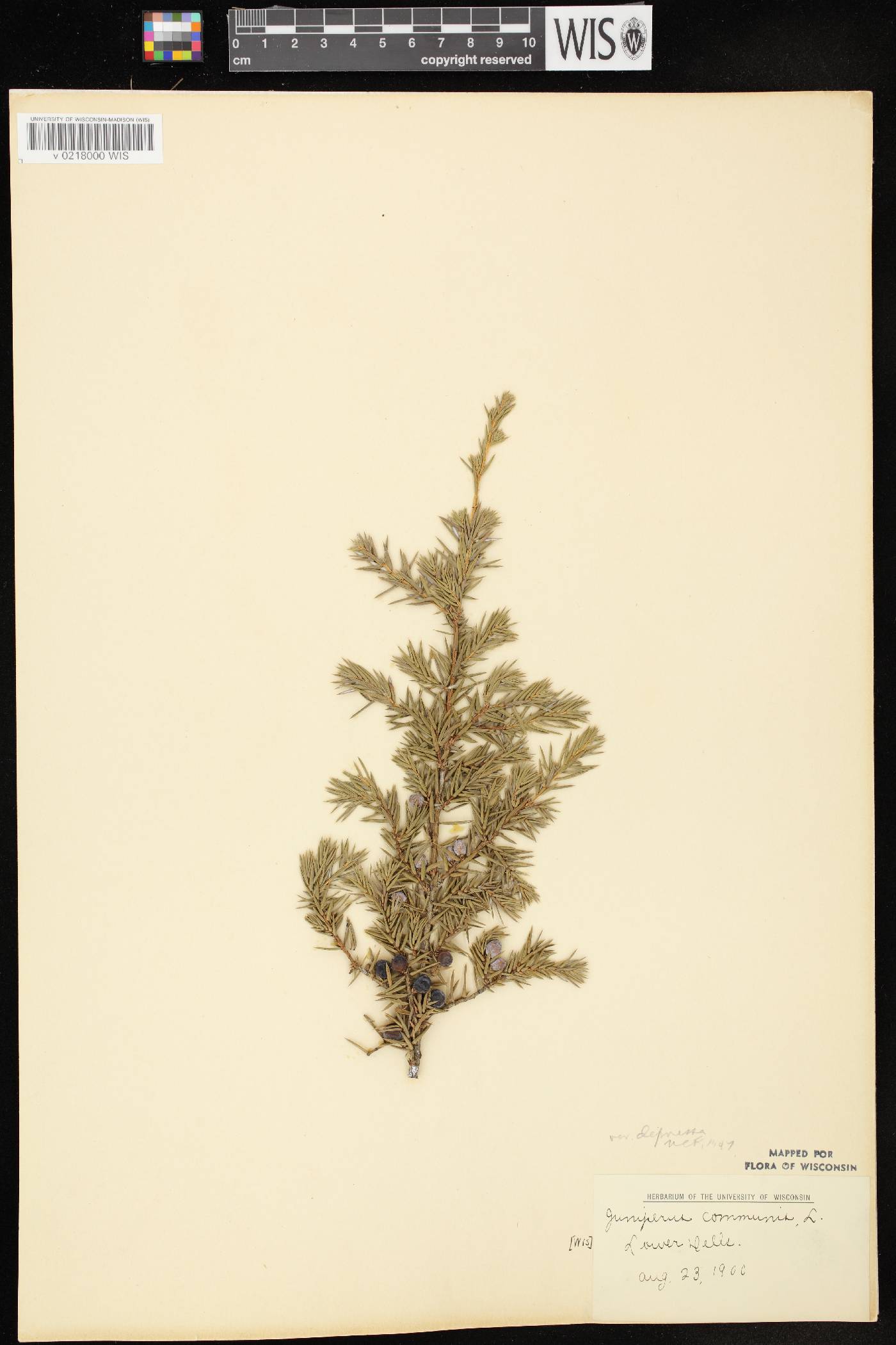 Juniperus communis image