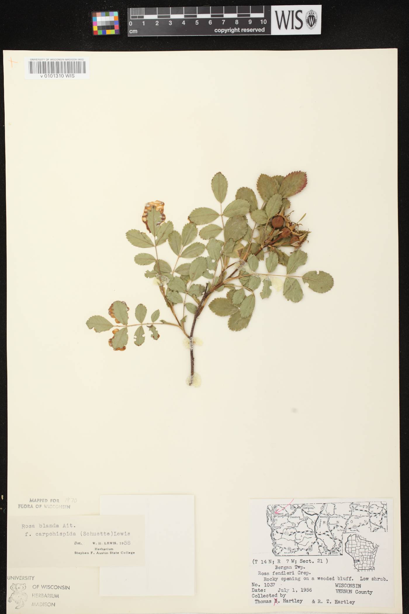 Rosa blanda image