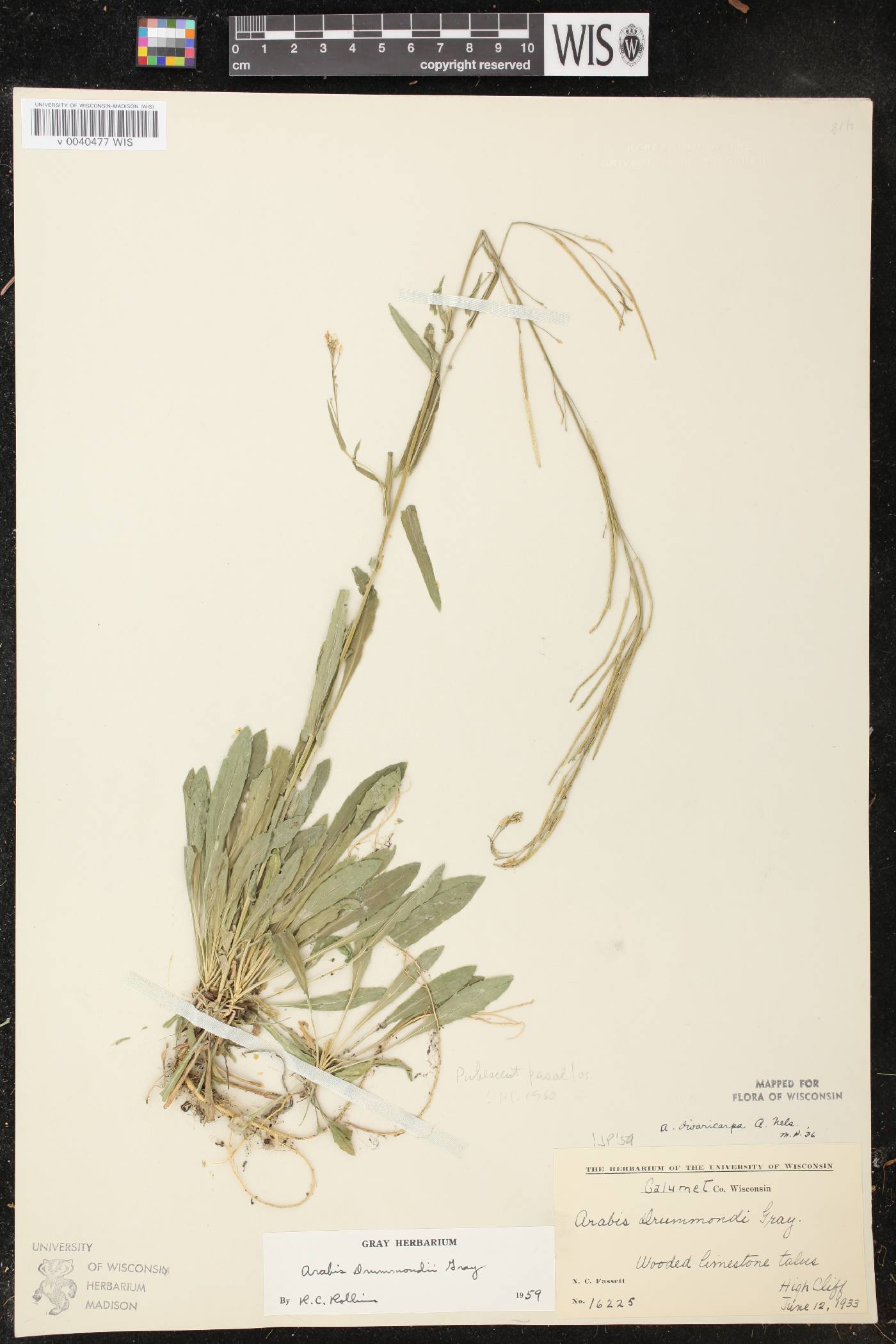 Boechera stricta image