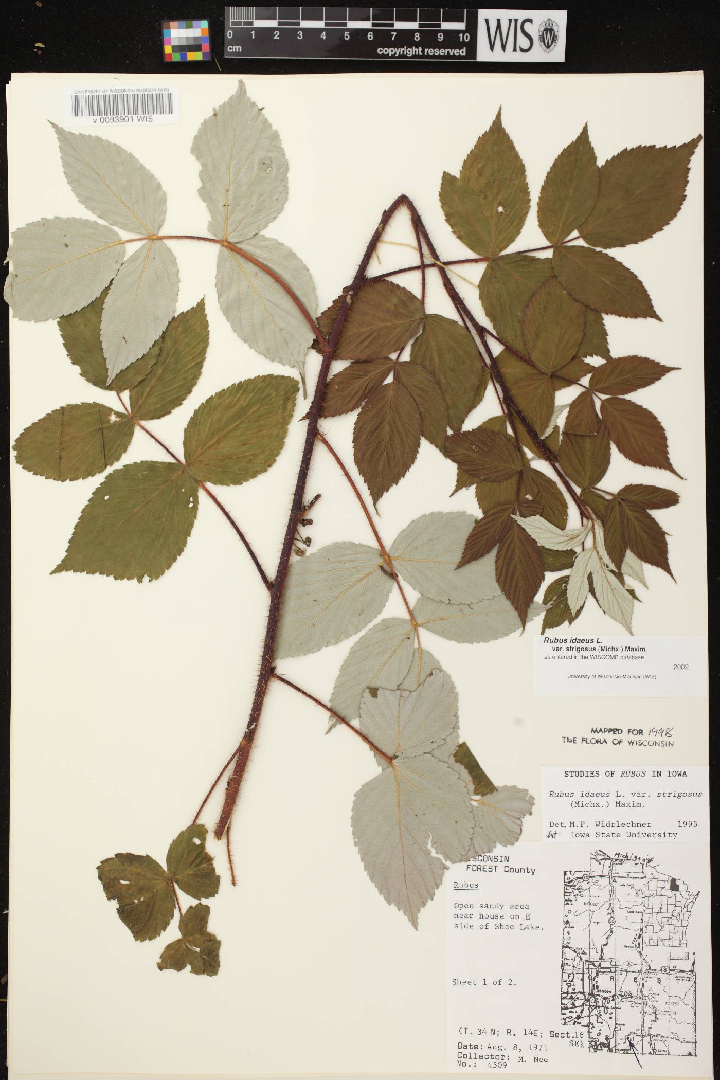 Rubus idaeus subsp. strigosus image
