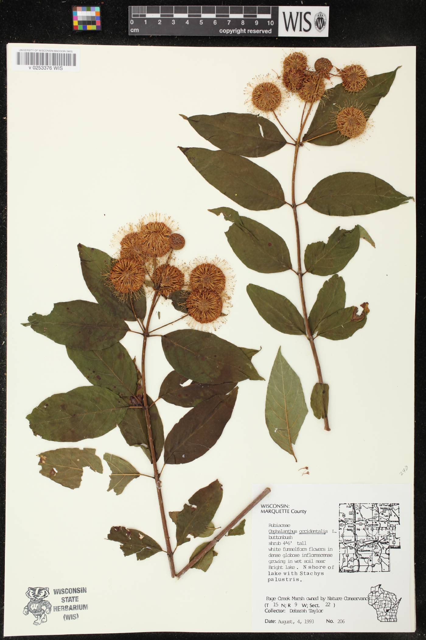 Cephalanthus occidentalis image