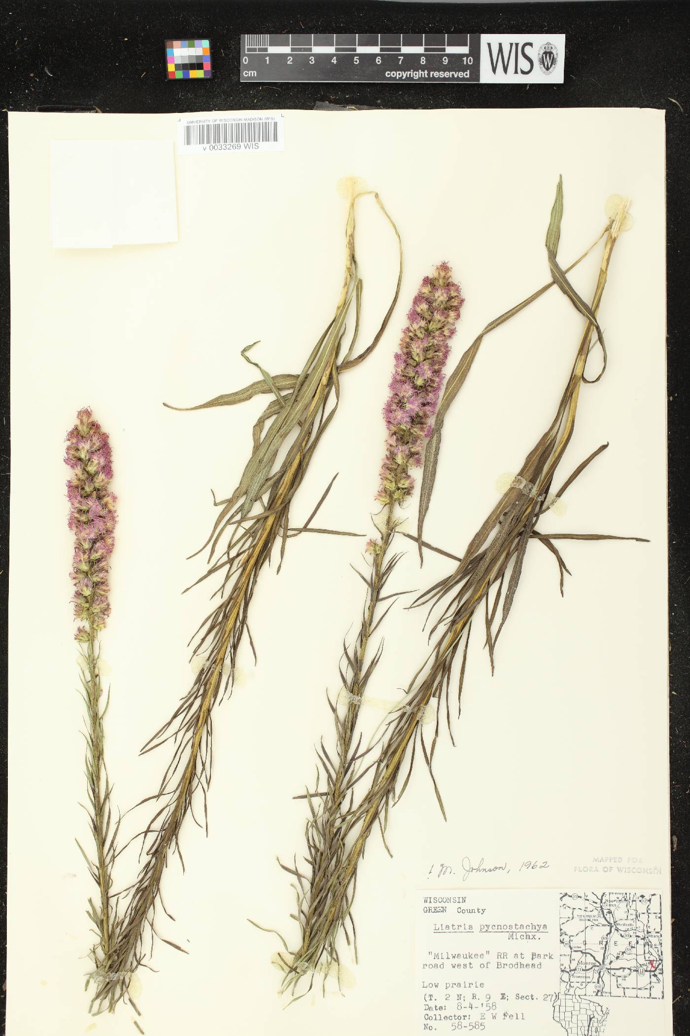 Liatris pycnostachya image