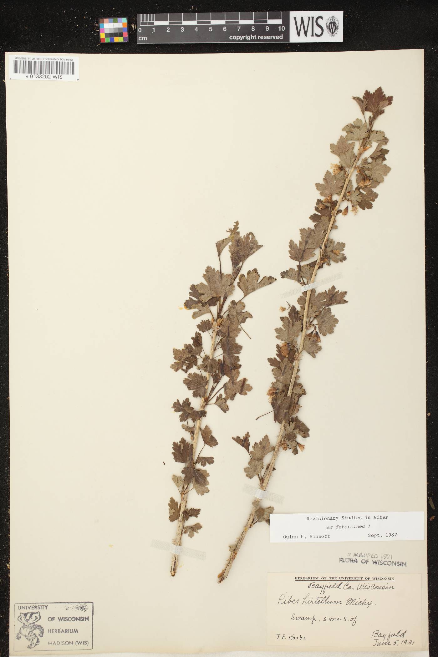 Ribes hirtellum image