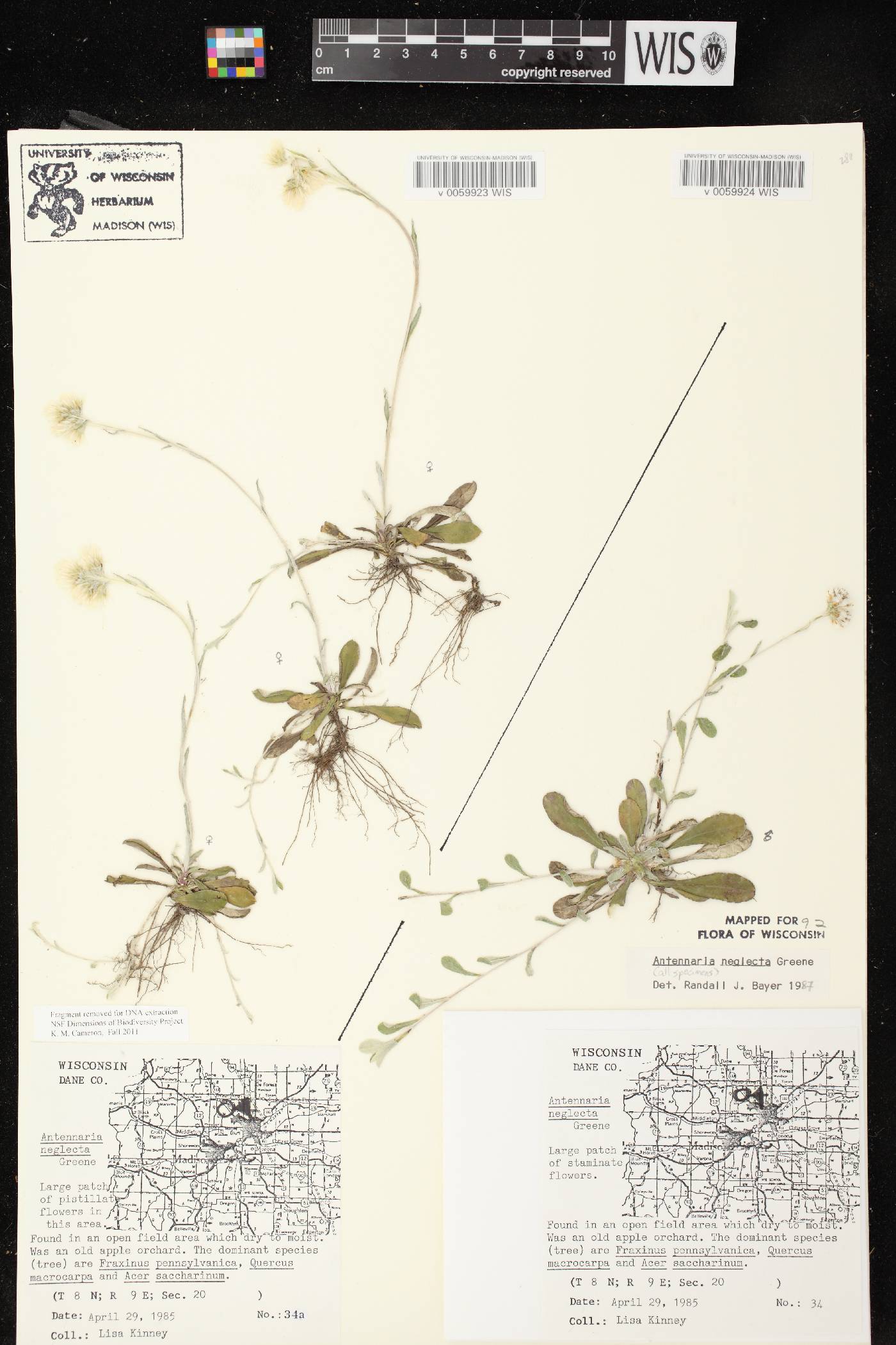 Antennaria neglecta image