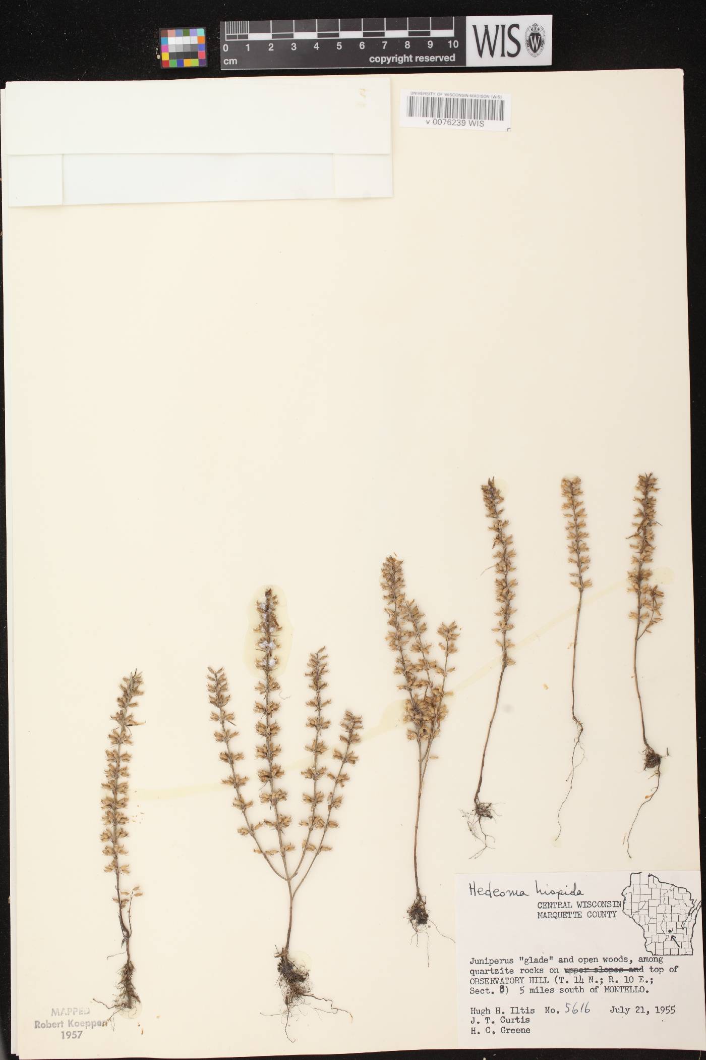 Hedeoma hispida image
