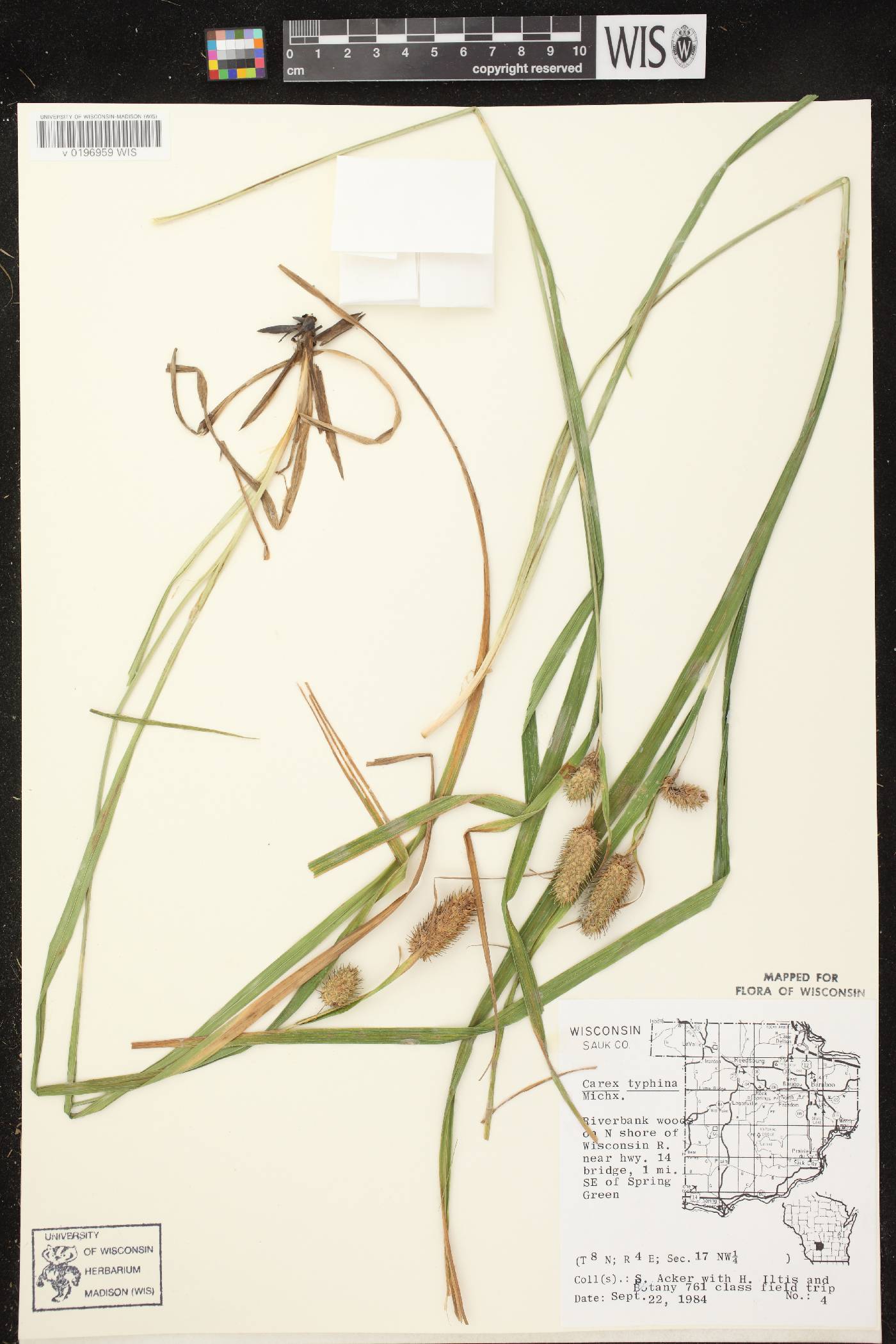 Carex typhina image