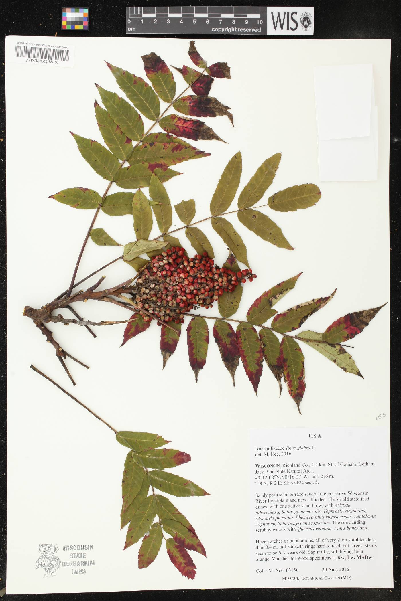 Rhus glabra image