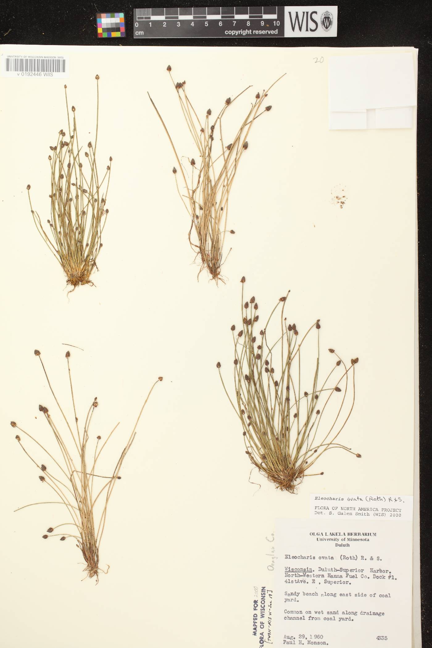 Eleocharis ovata image