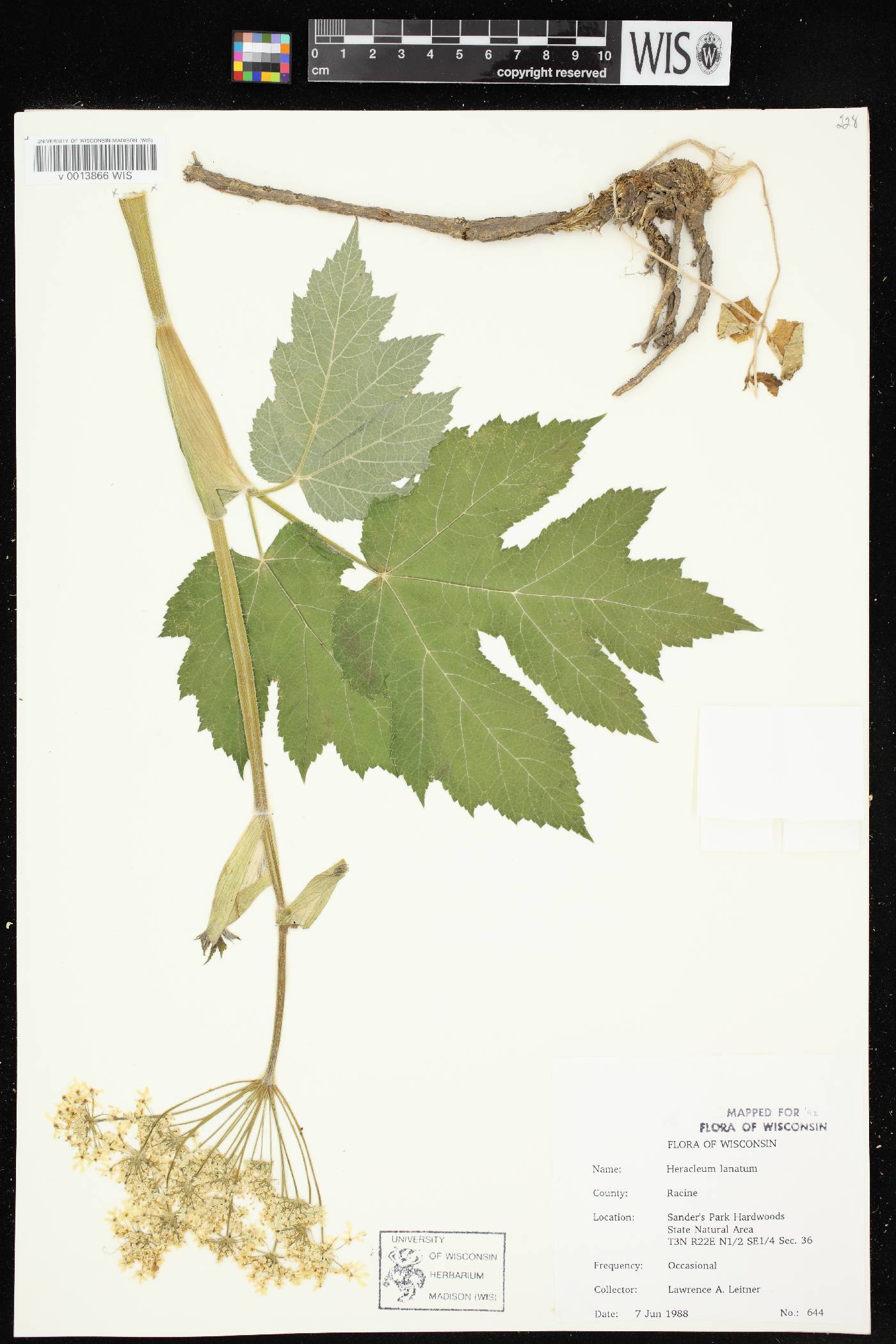 Heracleum maximum image