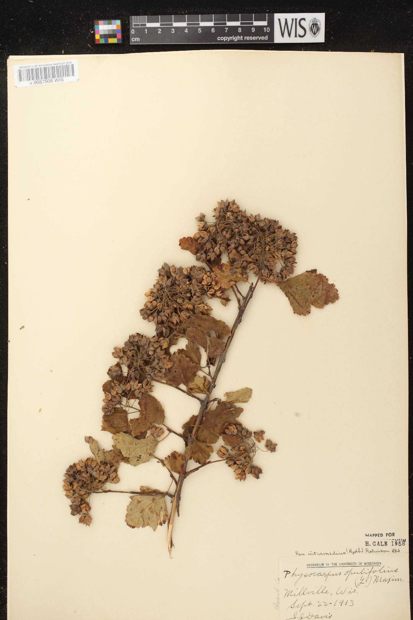 Physocarpus intermedius image
