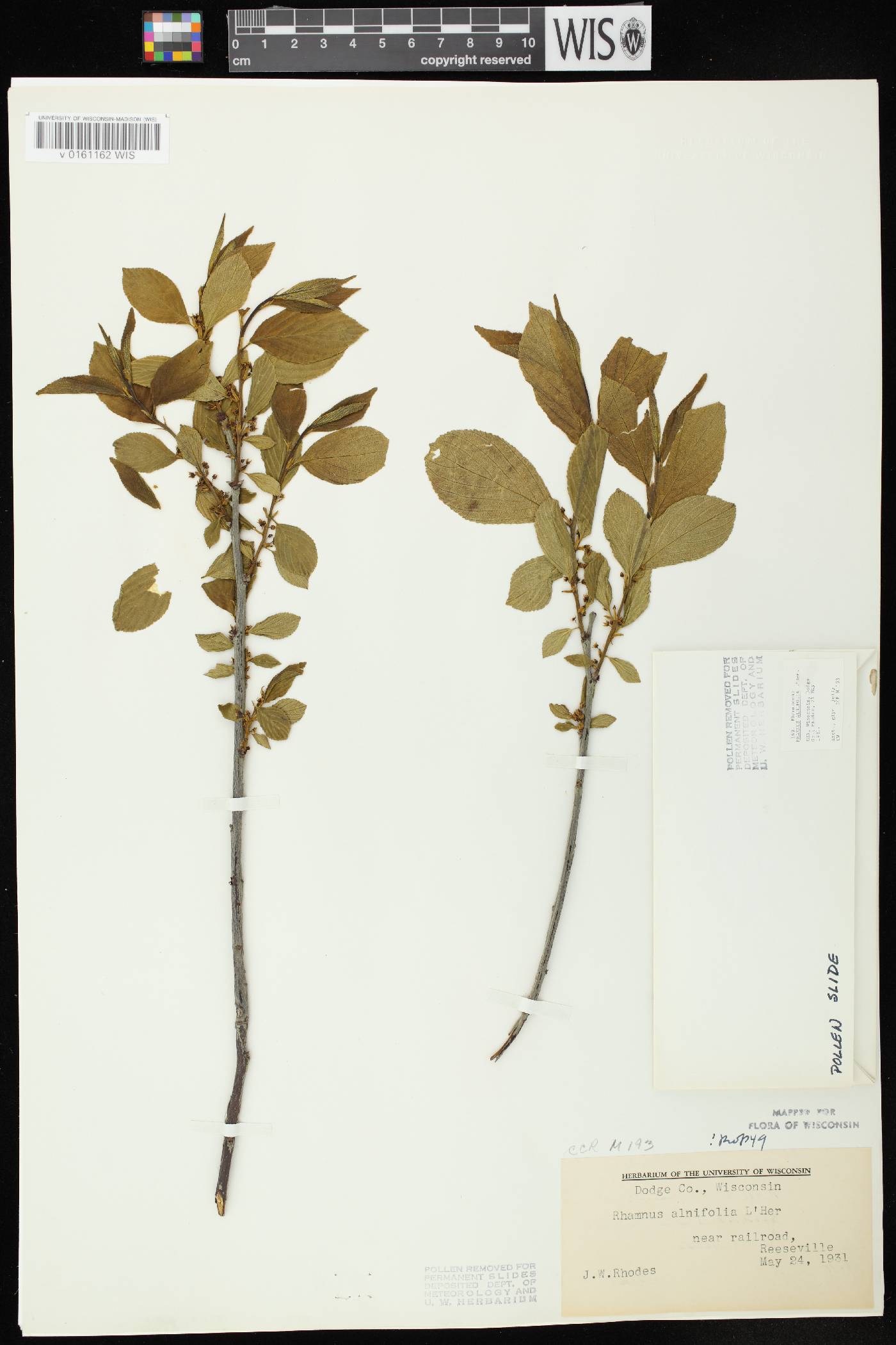 Rhamnus alnifolia image