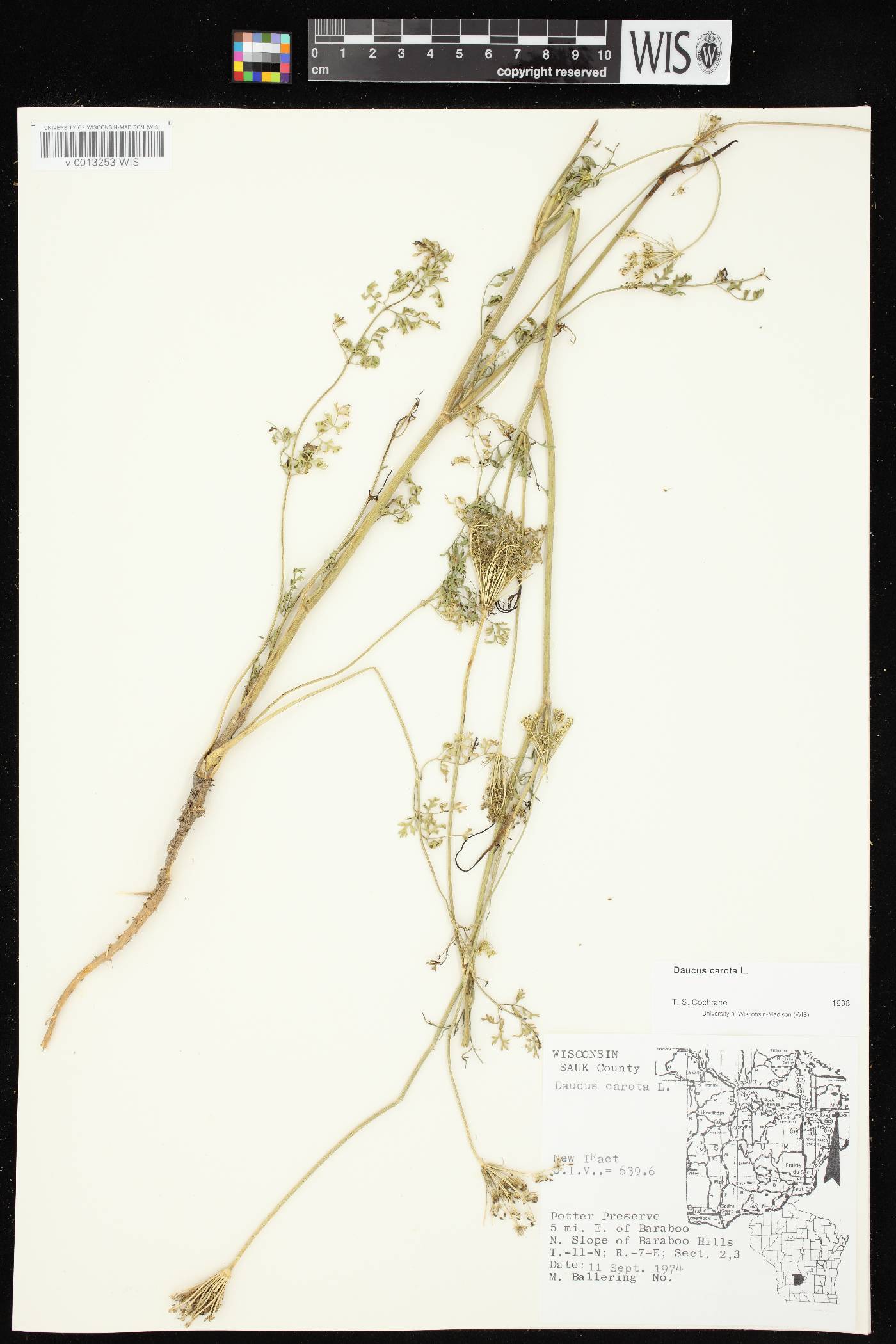Daucus carota image