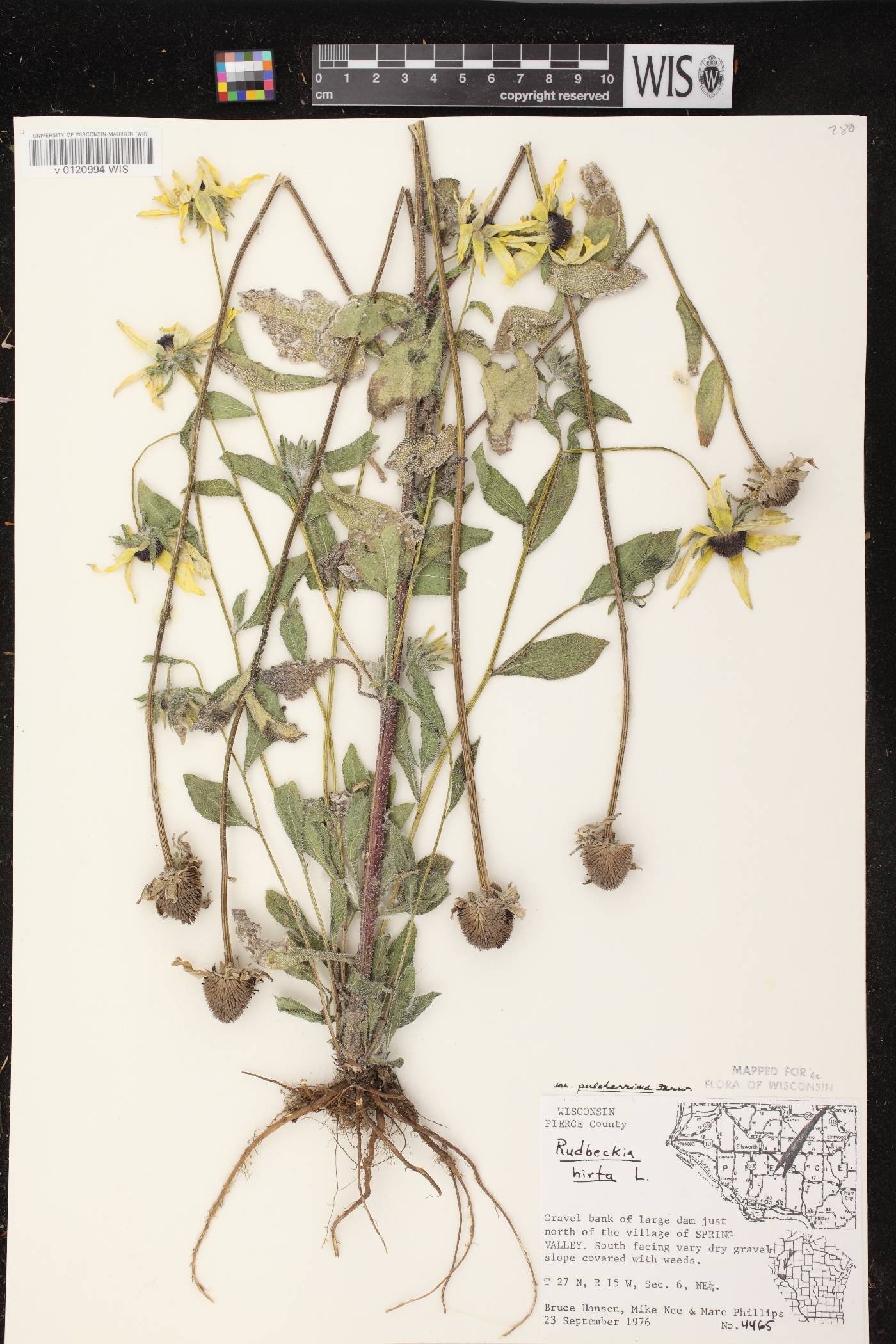Rudbeckia hirta var. pulcherrima image