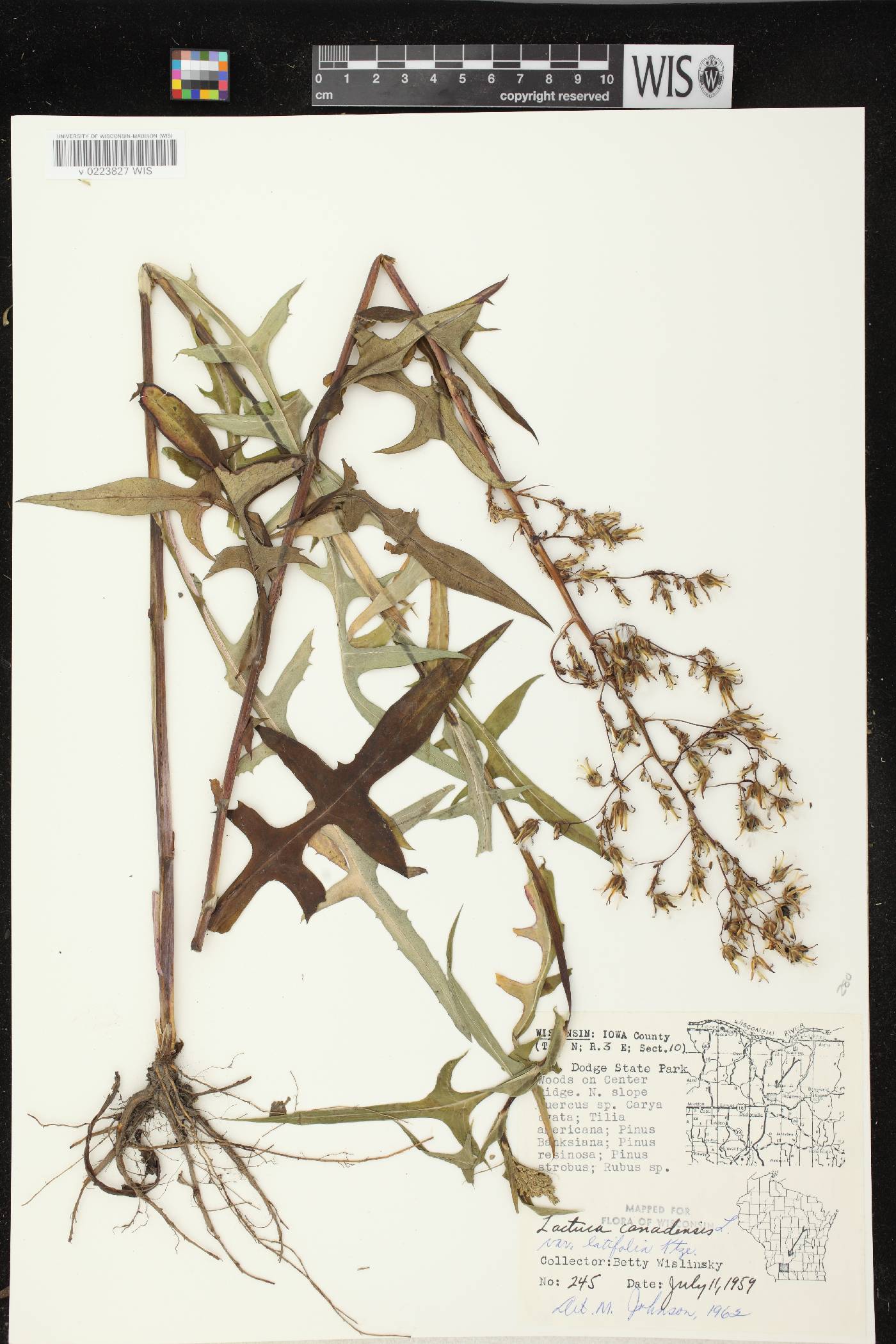 Lactuca canadensis image