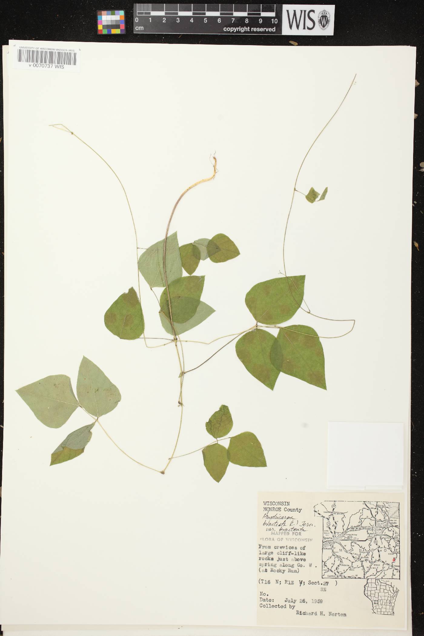 Amphicarpaea bracteata image