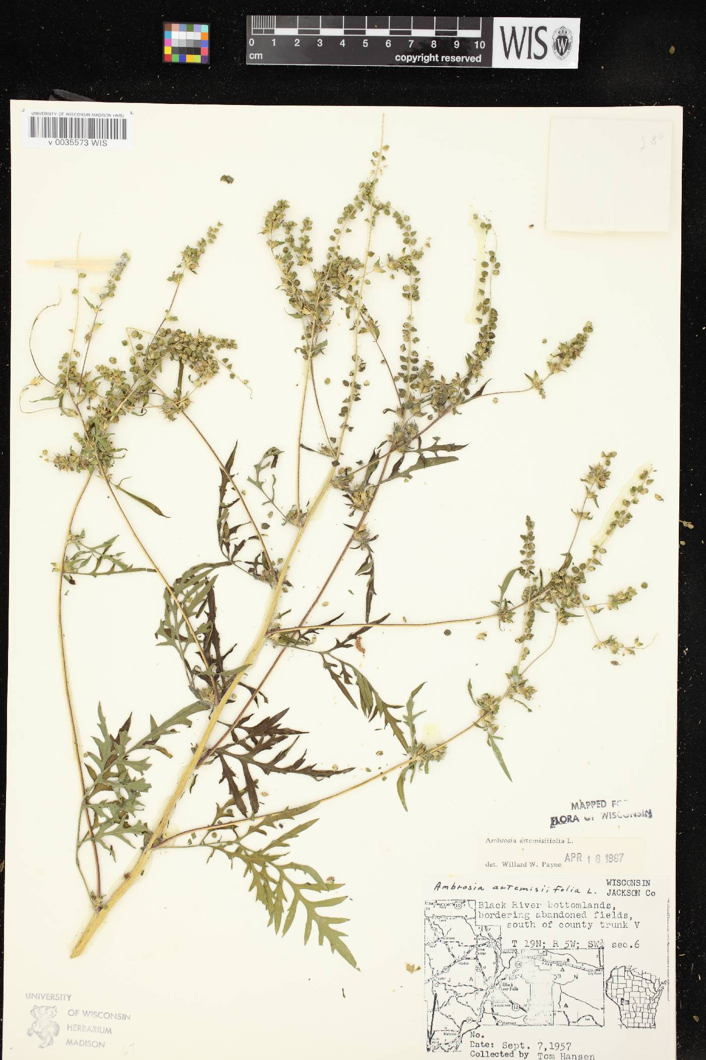 Ambrosia artemisiifolia image