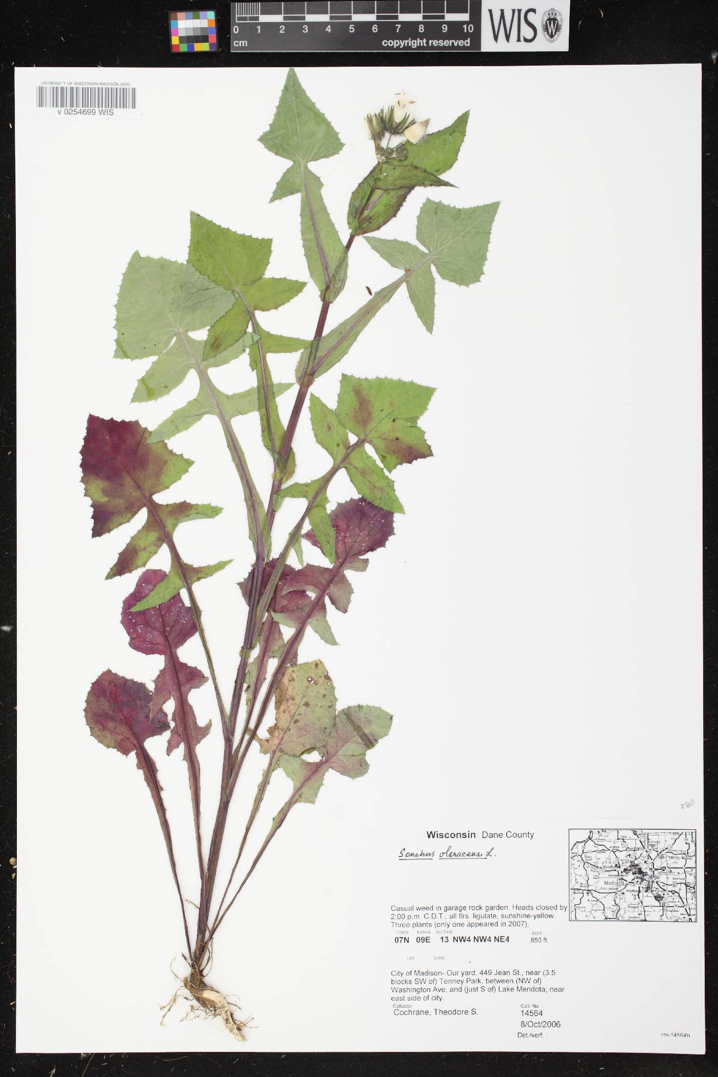 Sonchus oleraceus image