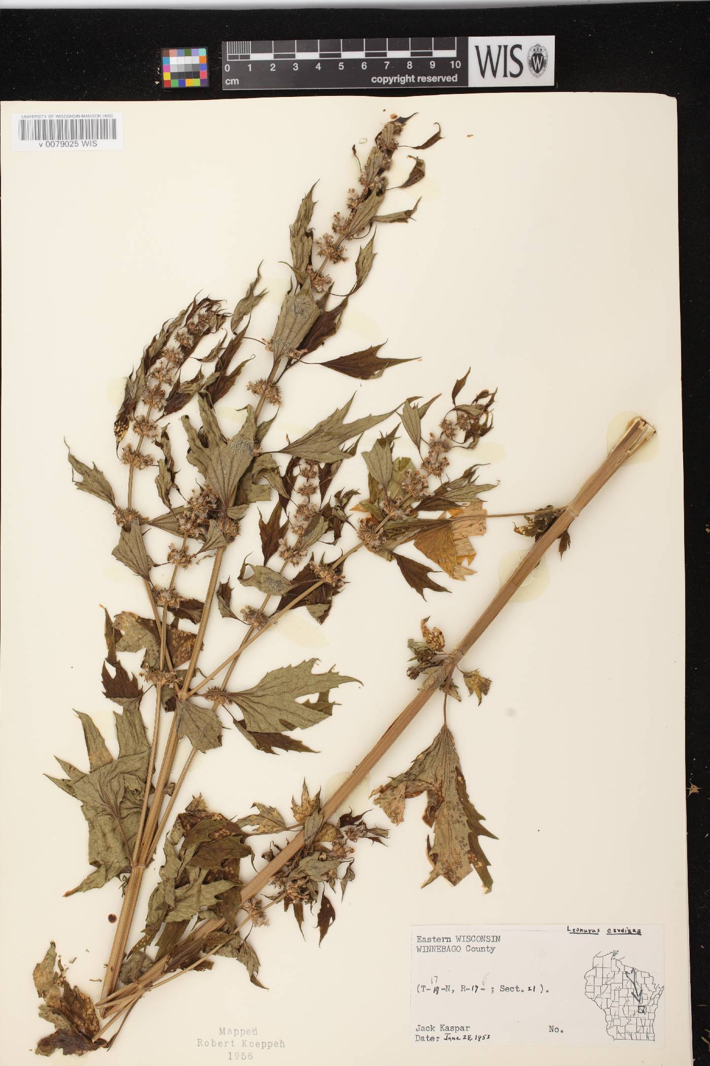Leonurus cardiaca image