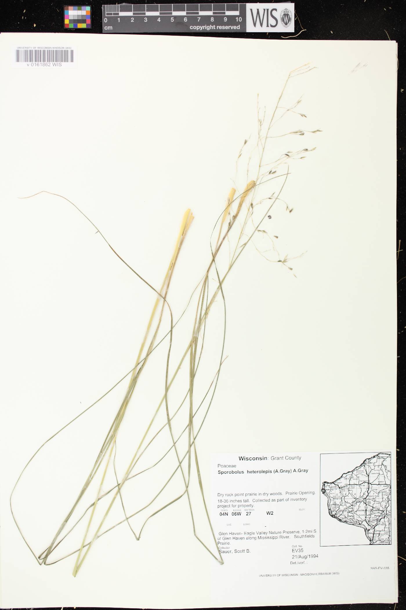 Sporobolus heterolepis image