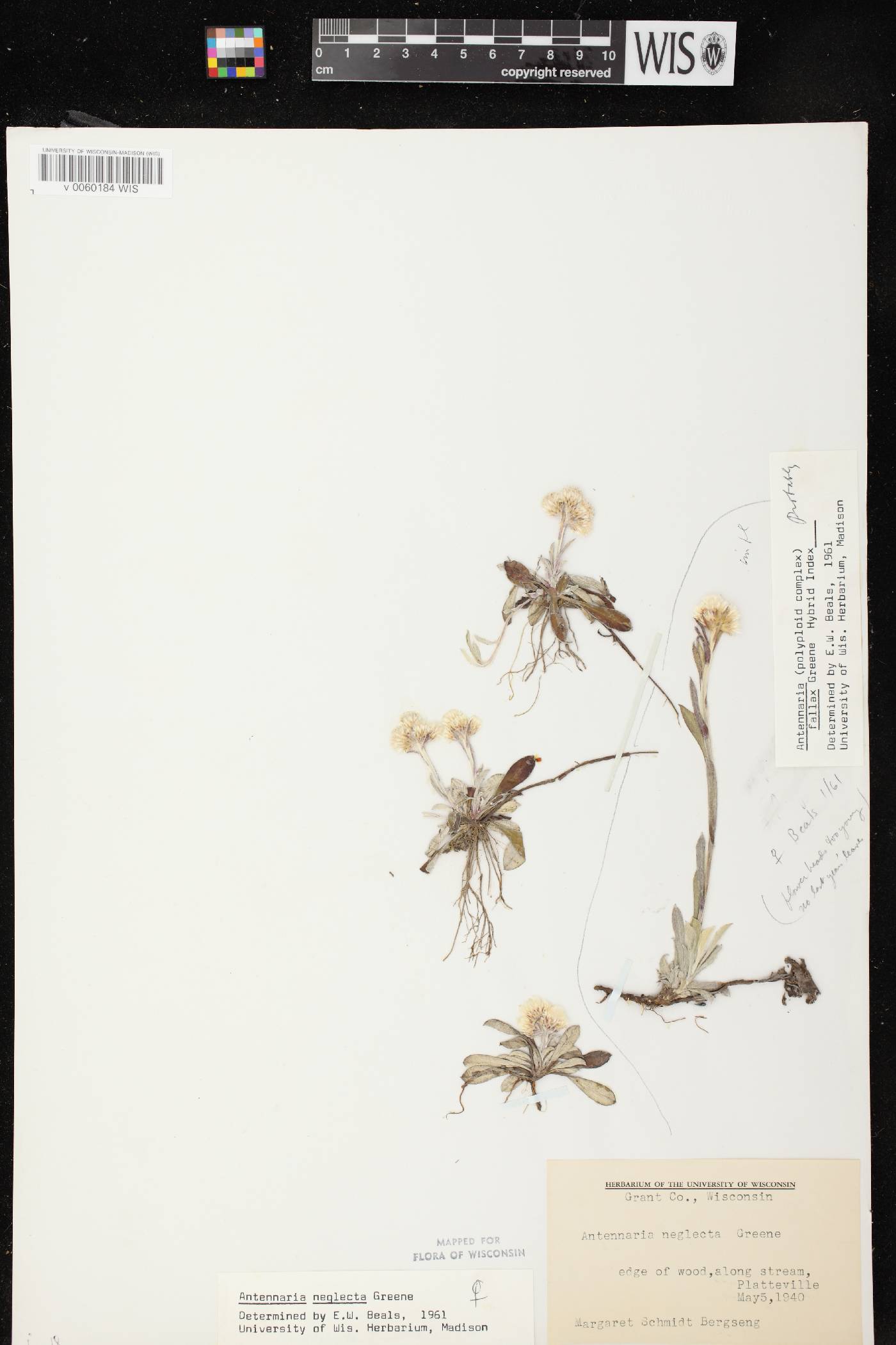 Antennaria neglecta image