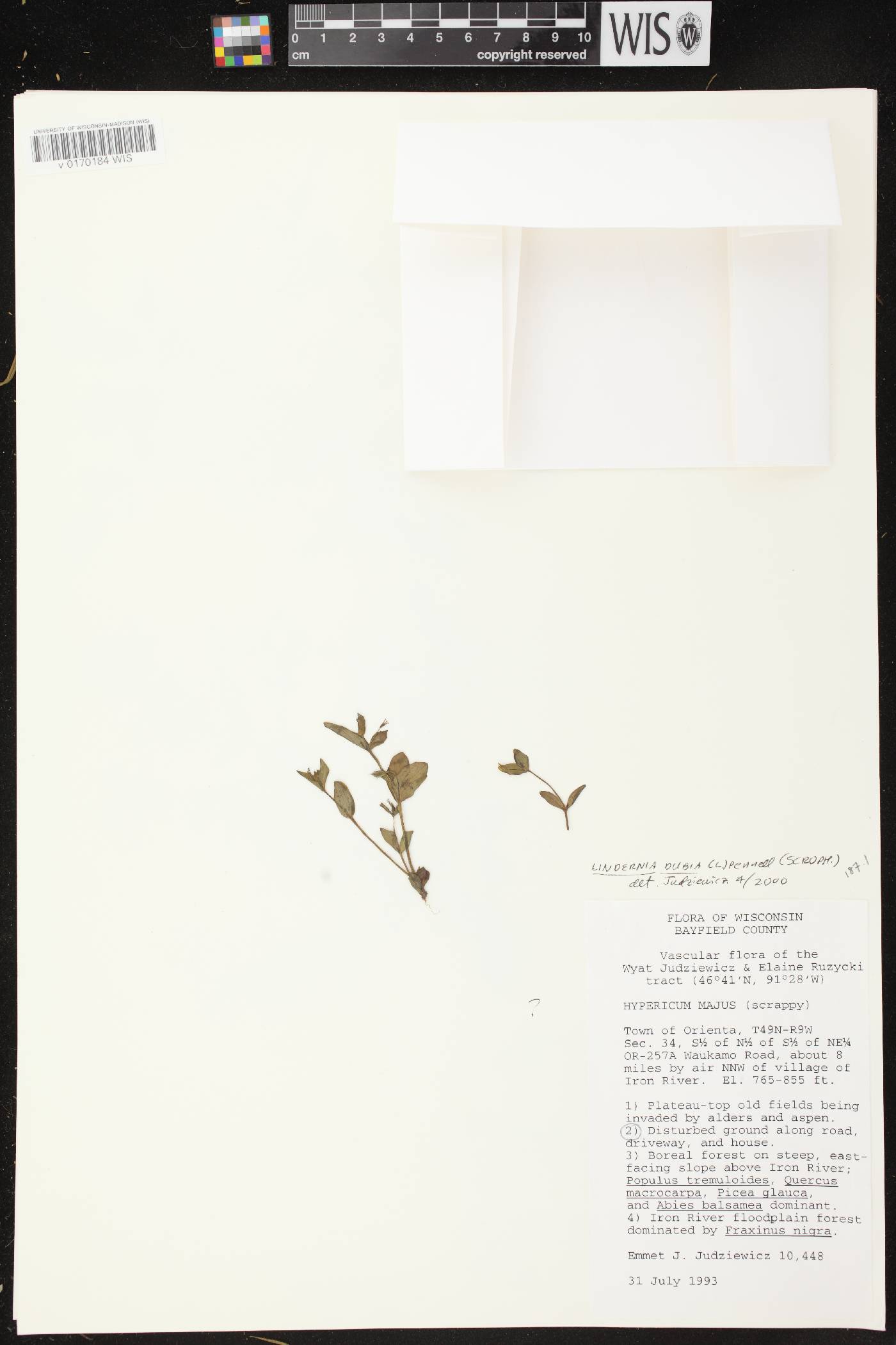 Lindernia dubia image