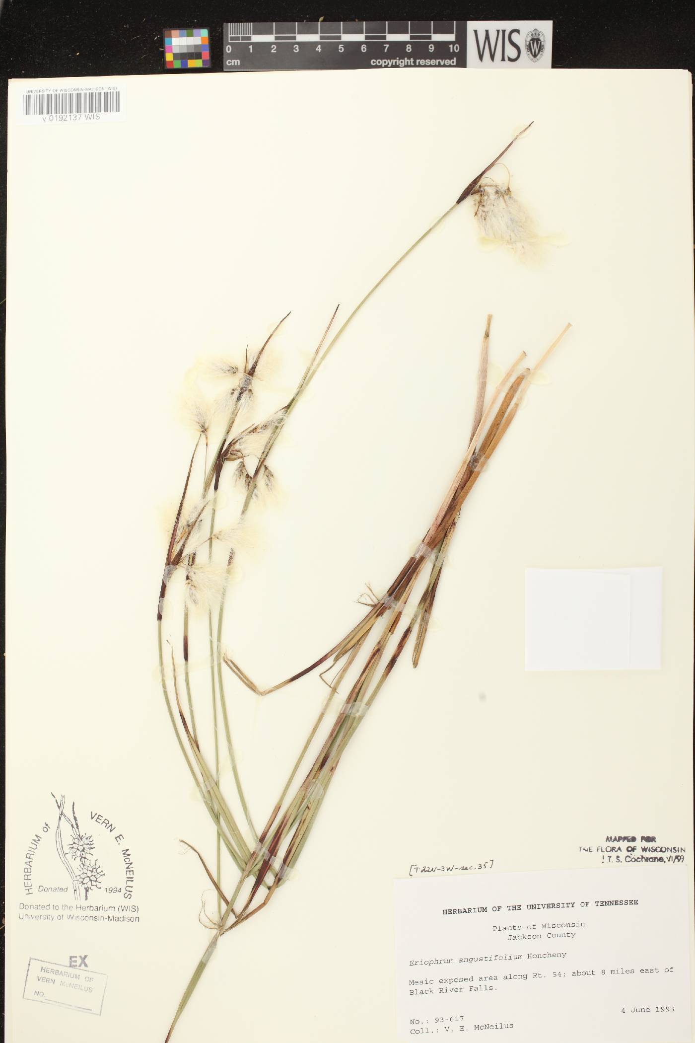 Eriophorum angustifolium subsp. angustifolium image