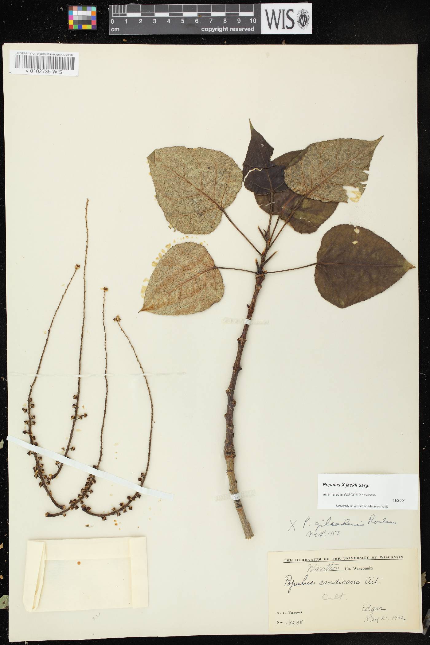 Populus x jackii image