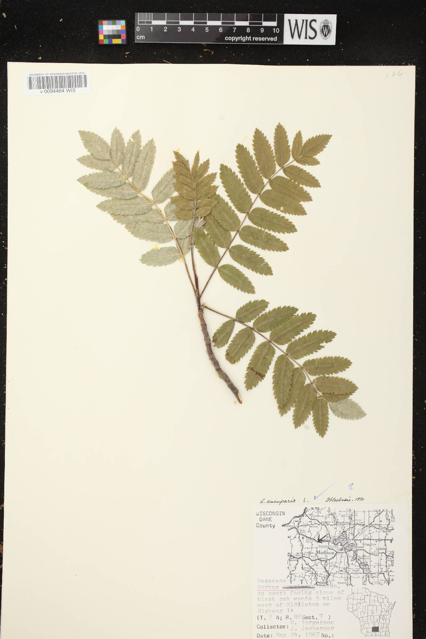 Sorbus aucuparia image