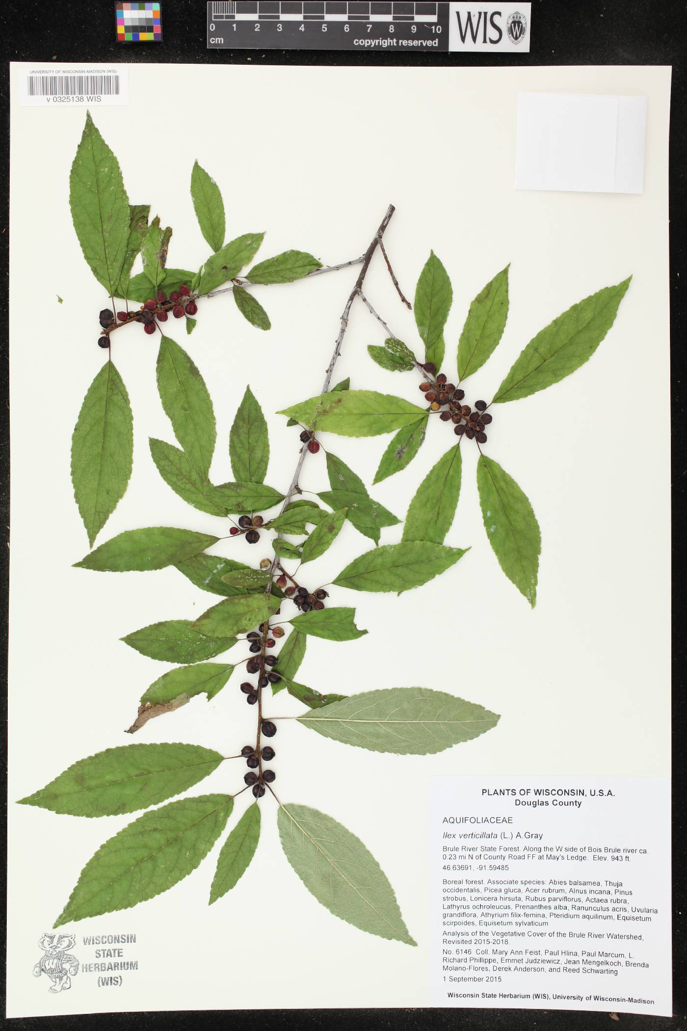 Ilex verticillata image