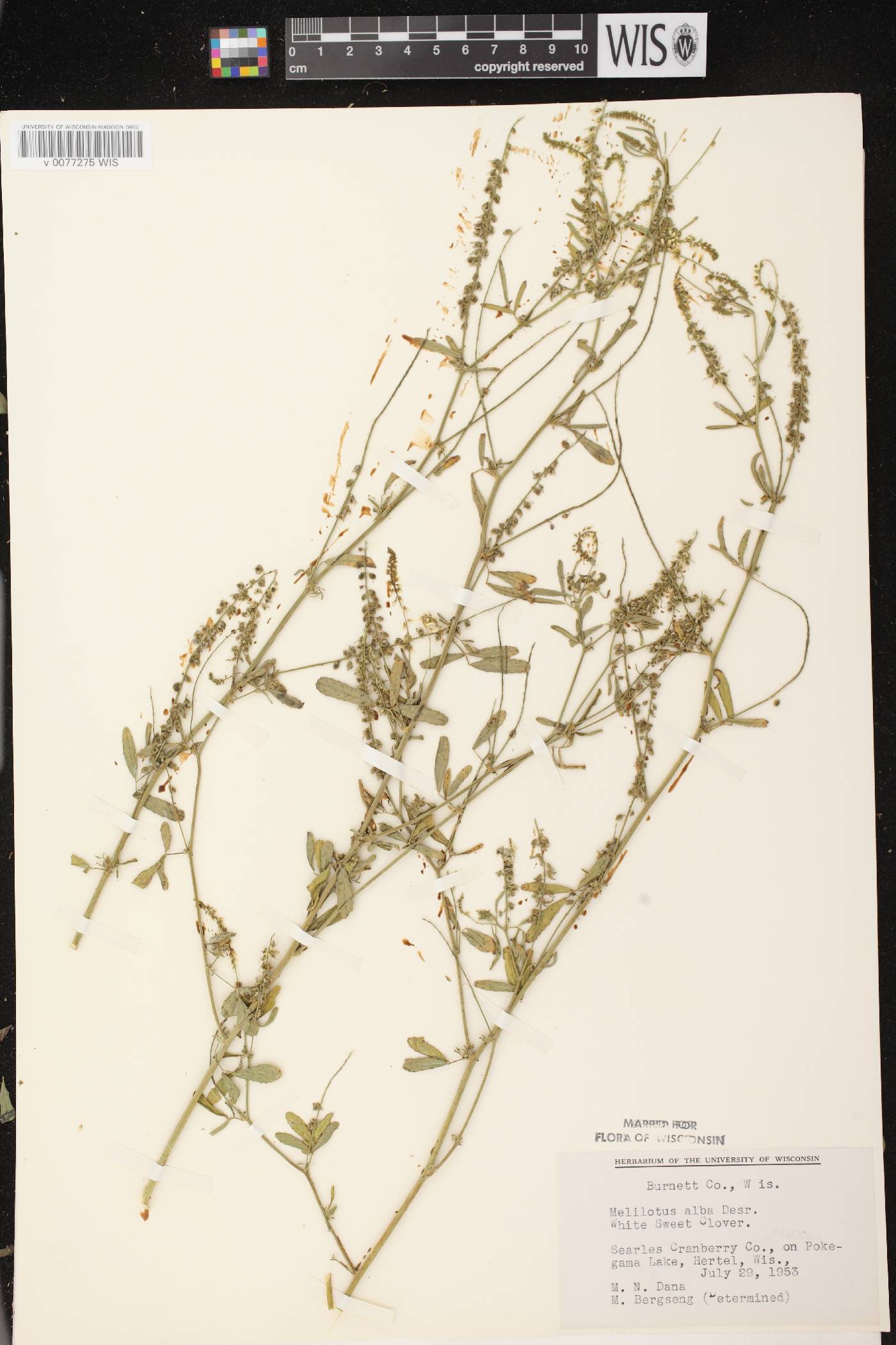 Melilotus albus image