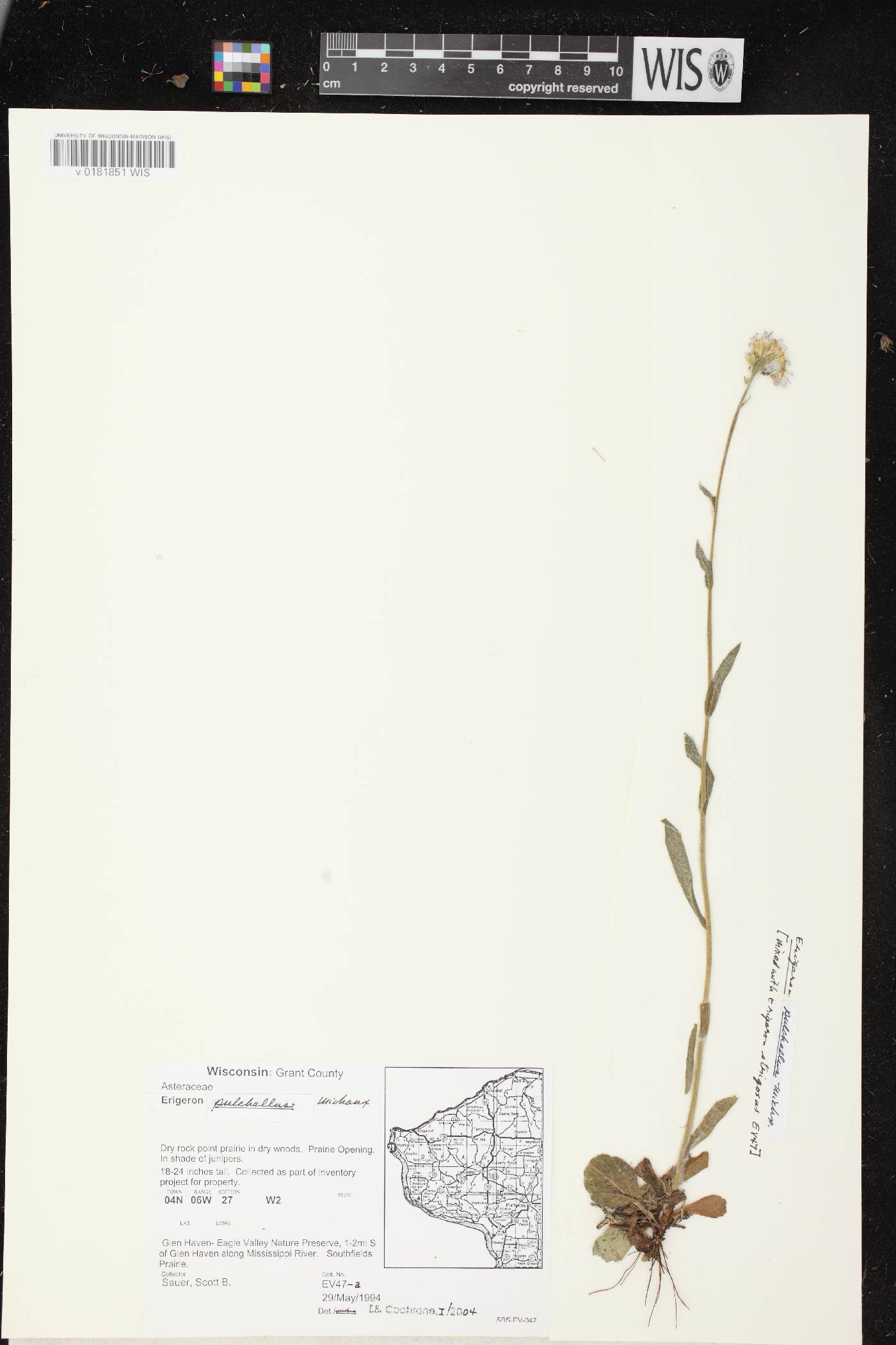 Erigeron pulchellus image