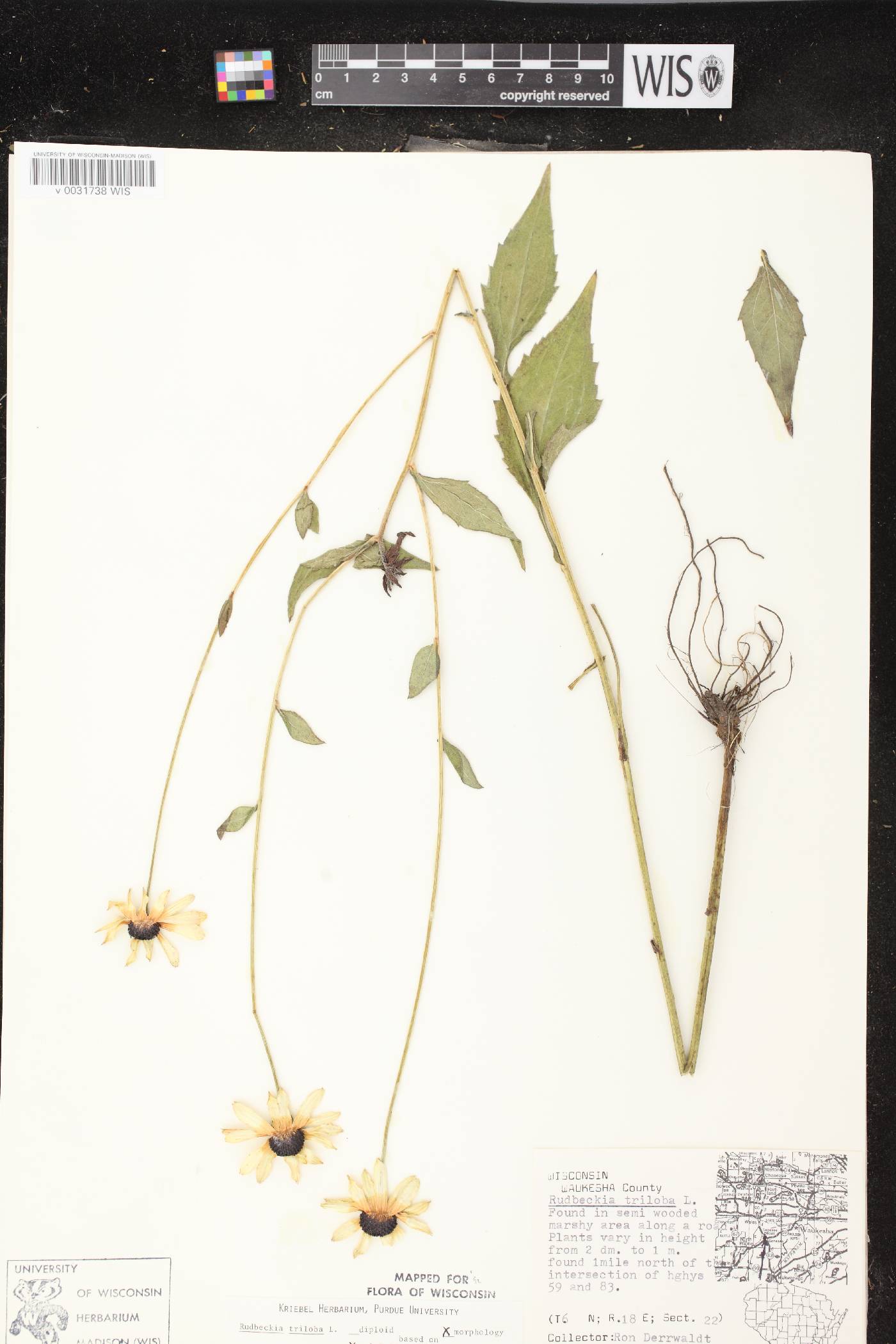 Rudbeckia triloba image