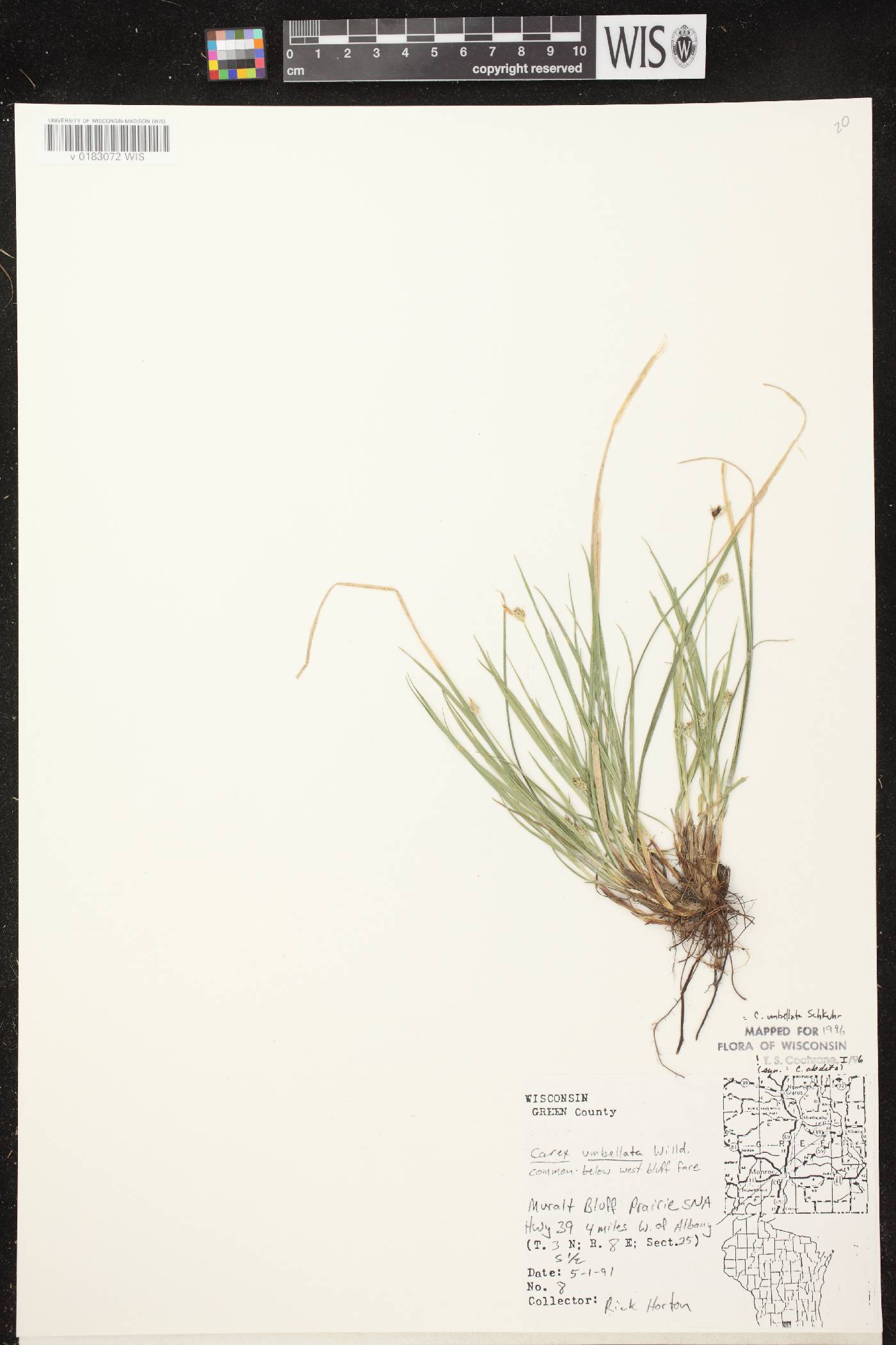 Carex umbellata image