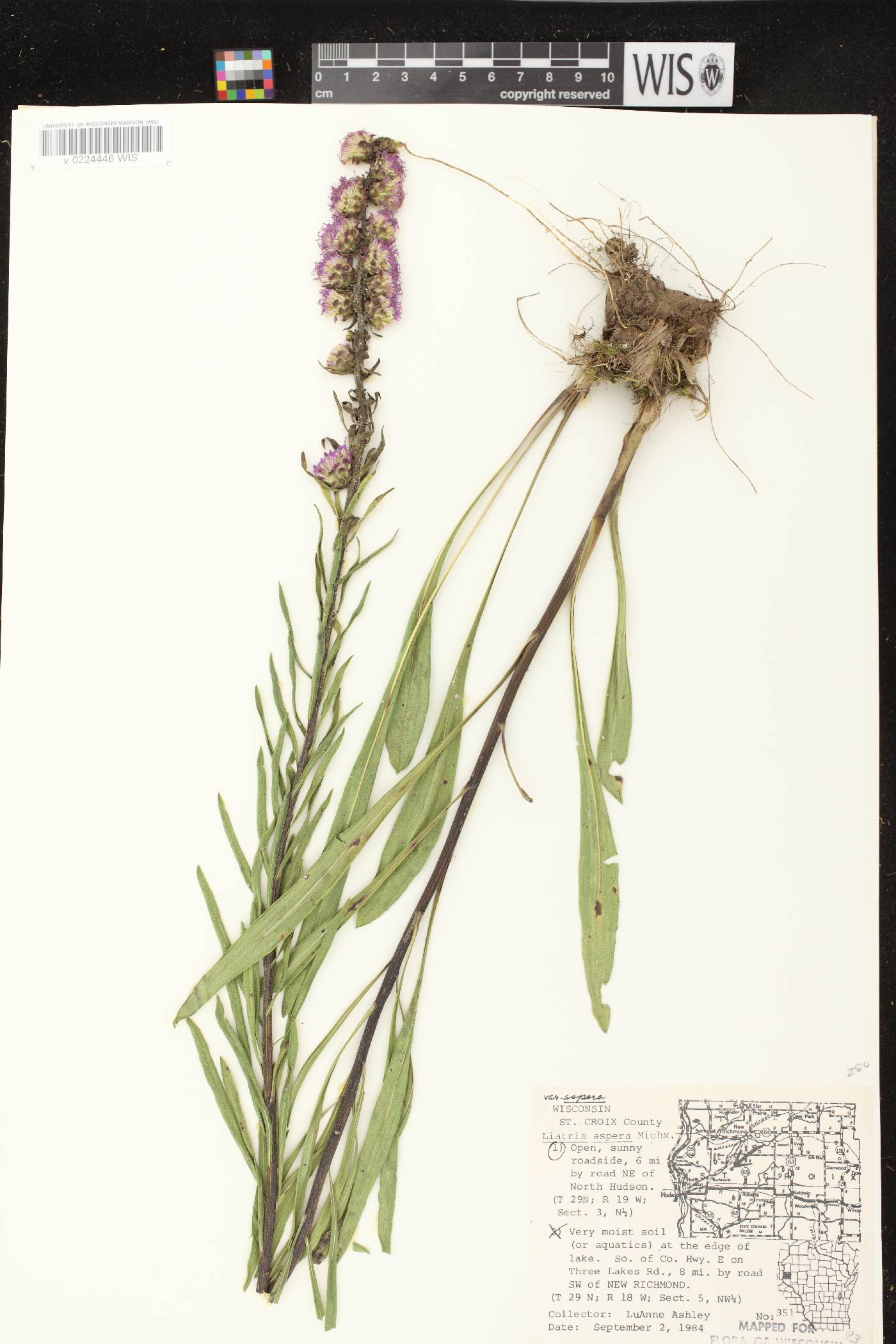 Liatris aspera image