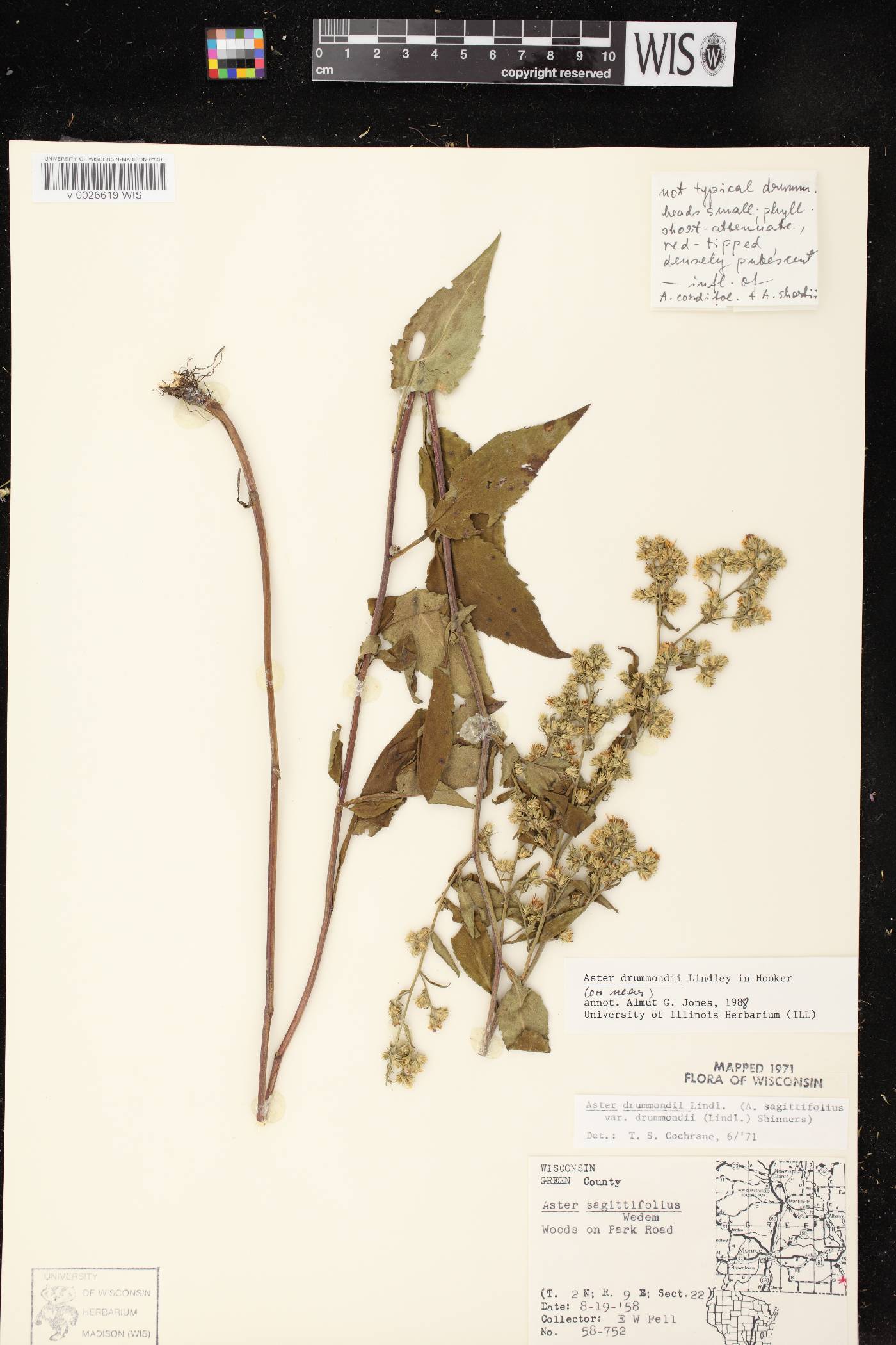 Symphyotrichum drummondii var. drummondii image