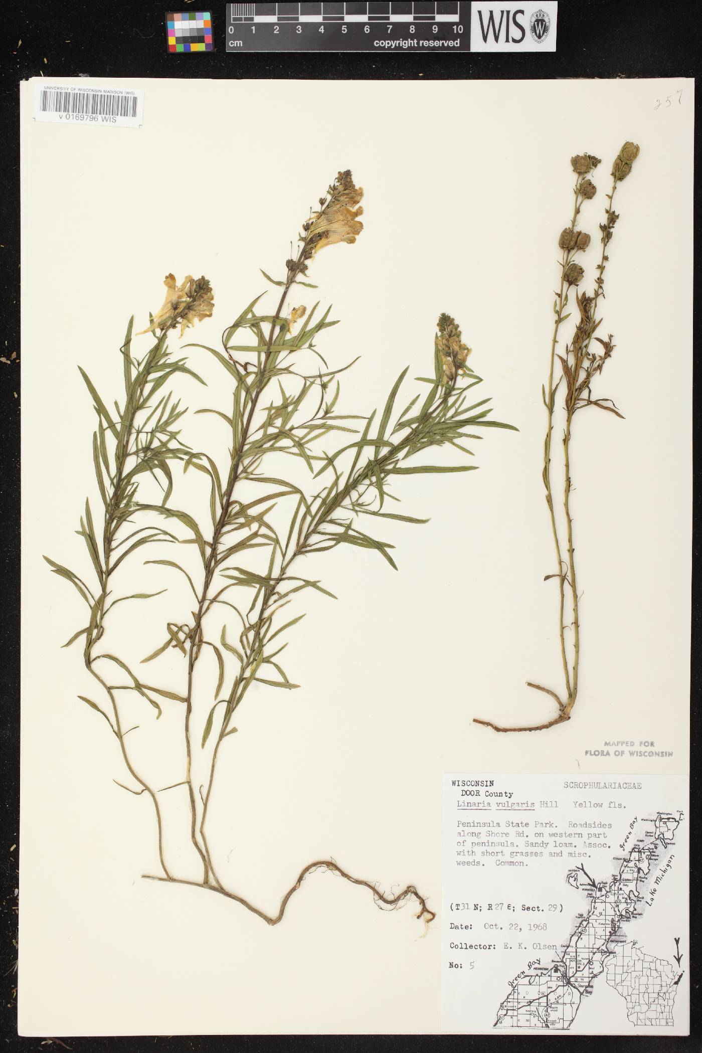 Linaria vulgaris image