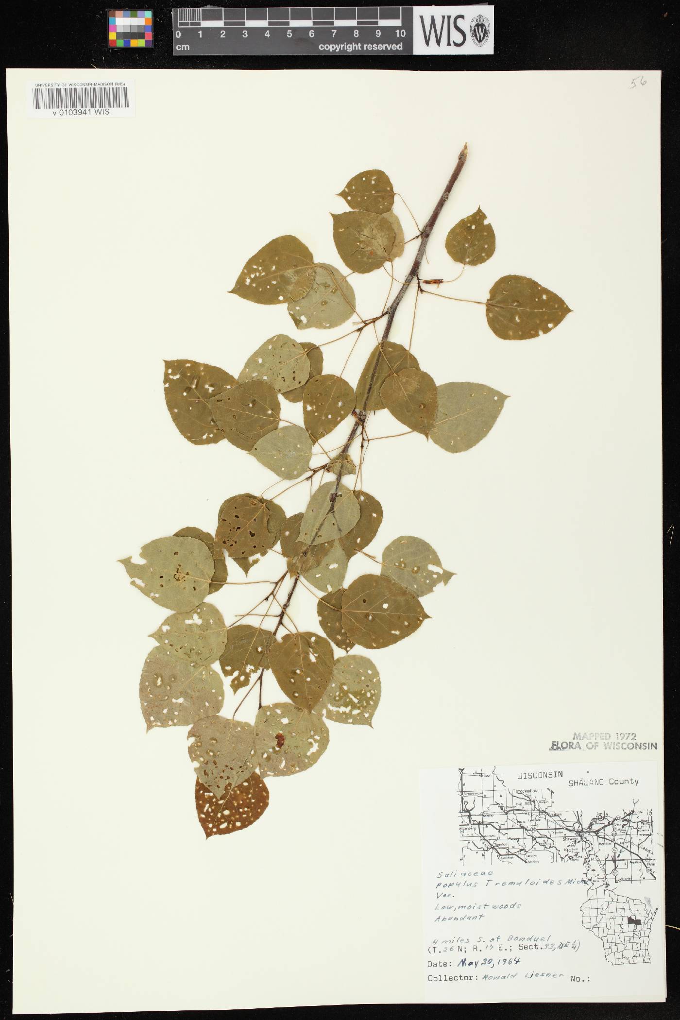 Populus tremuloides image