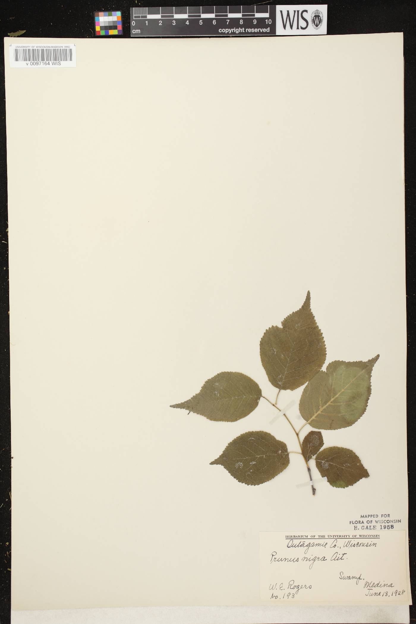 Prunus nigra image