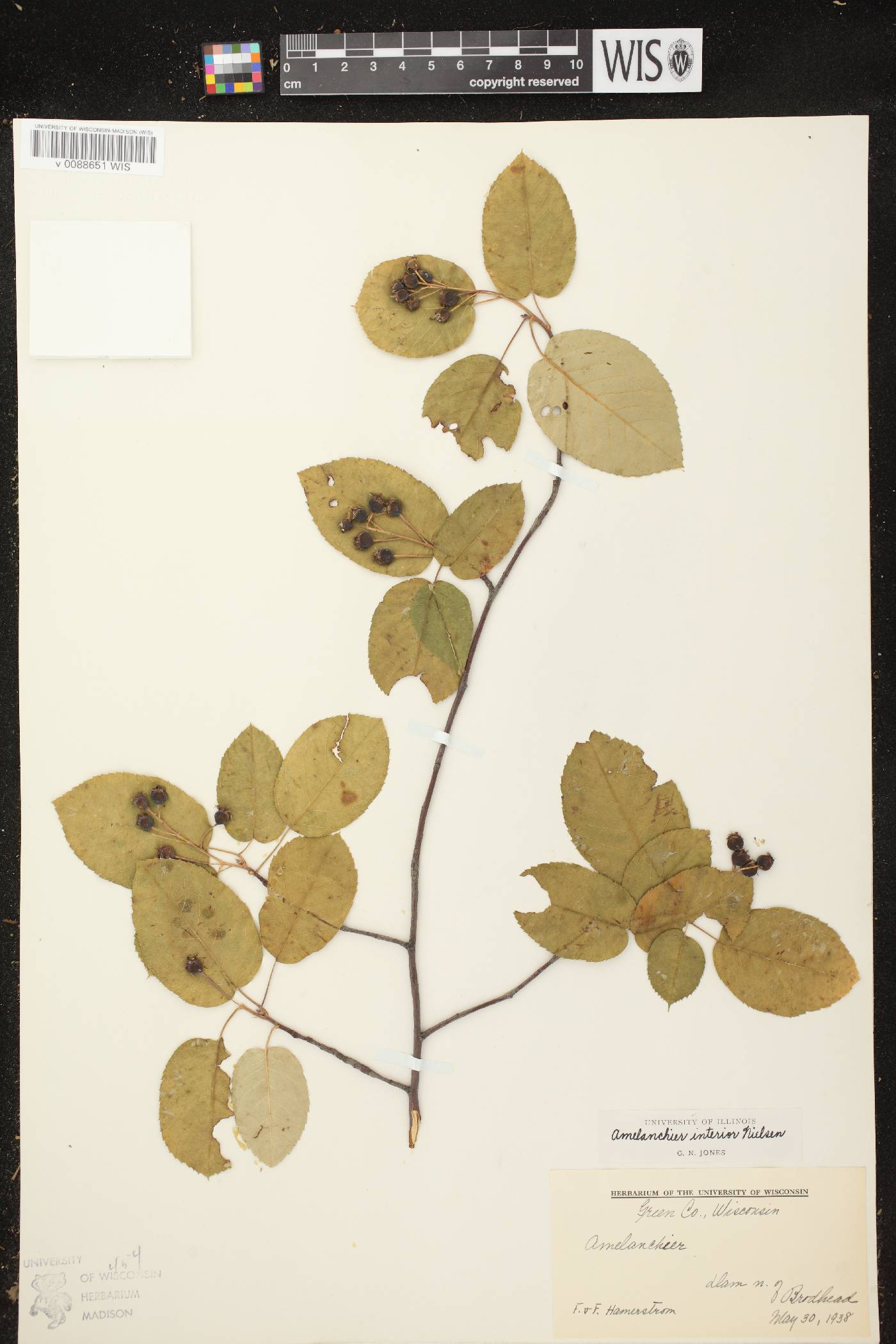 Amelanchier interior image