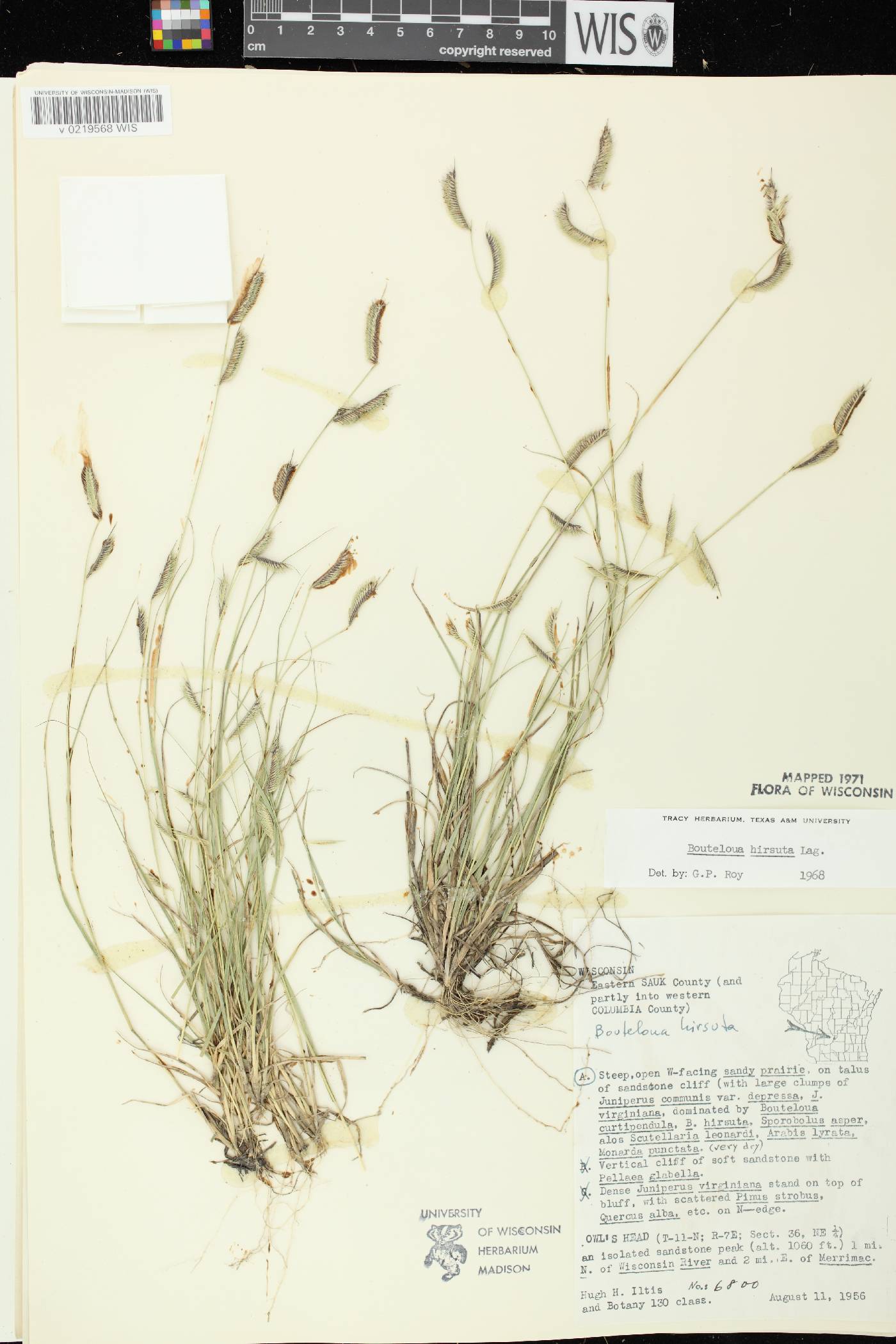 Bouteloua hirsuta subsp. hirsuta image