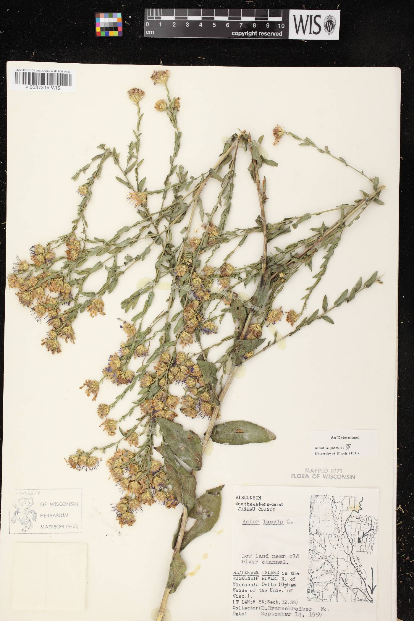 Symphyotrichum laeve image