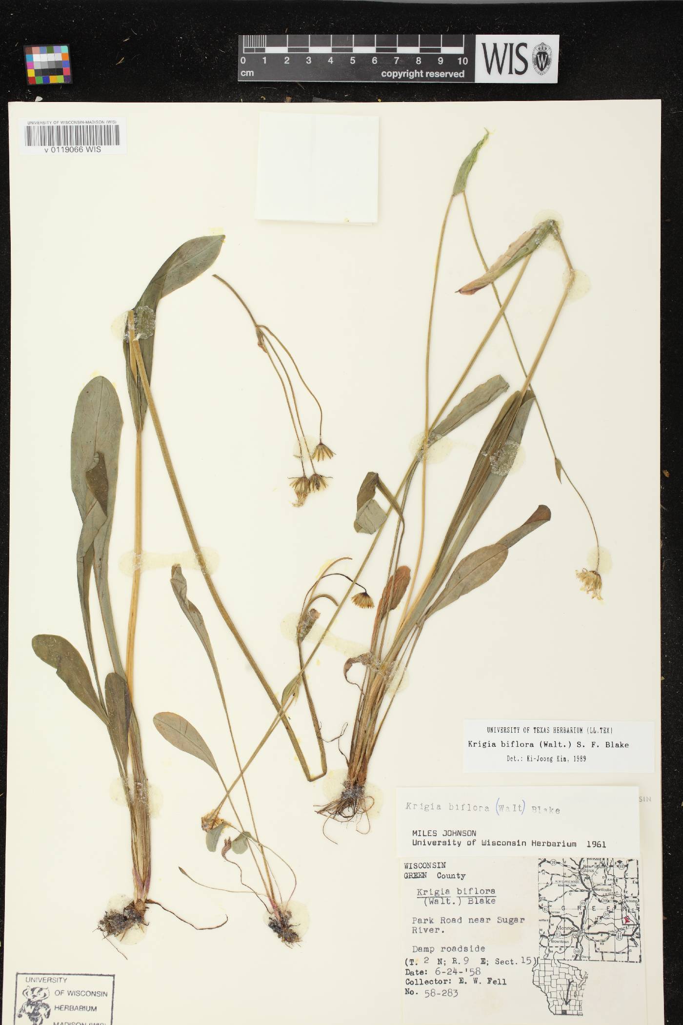 Krigia biflora subsp. biflora image