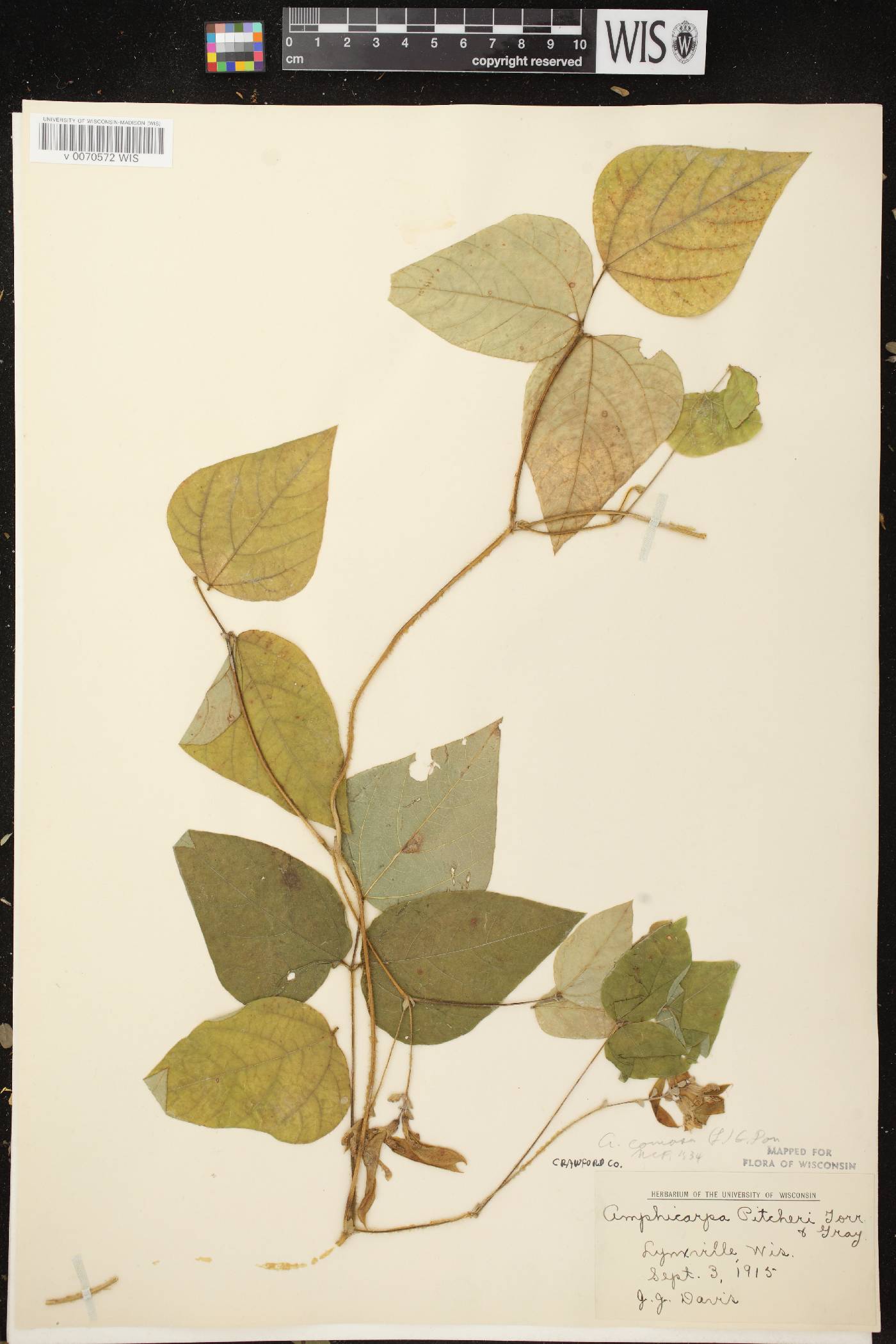 Amphicarpaea bracteata image