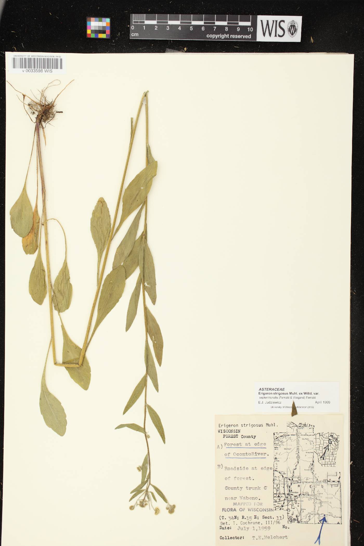 Erigeron strigosus var. septentrionalis image