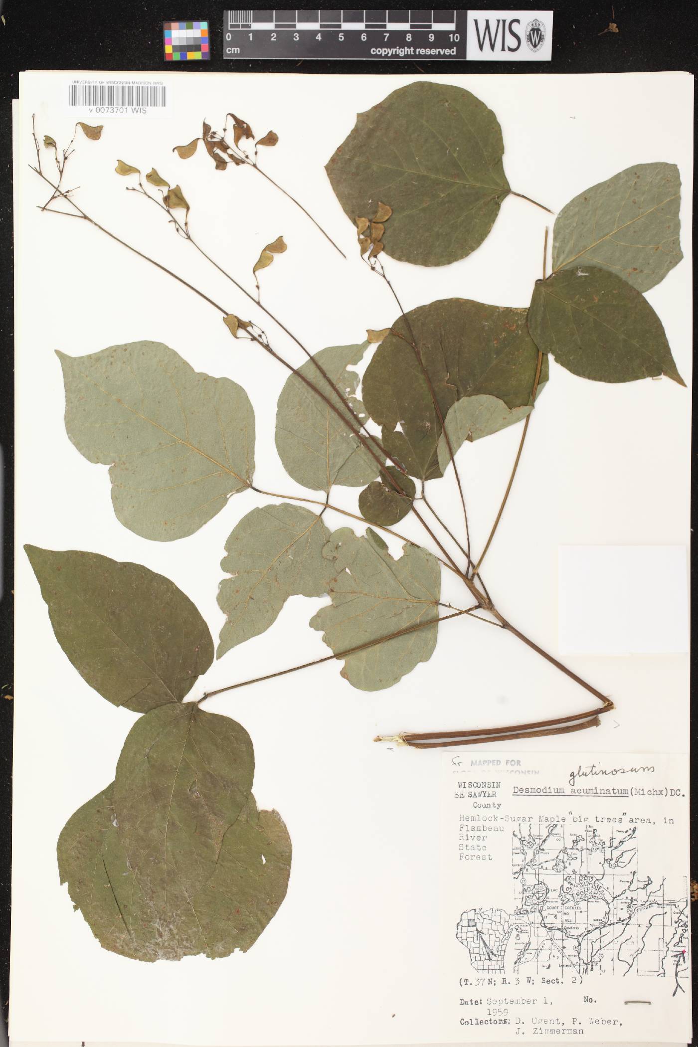 Hylodesmum glutinosum image
